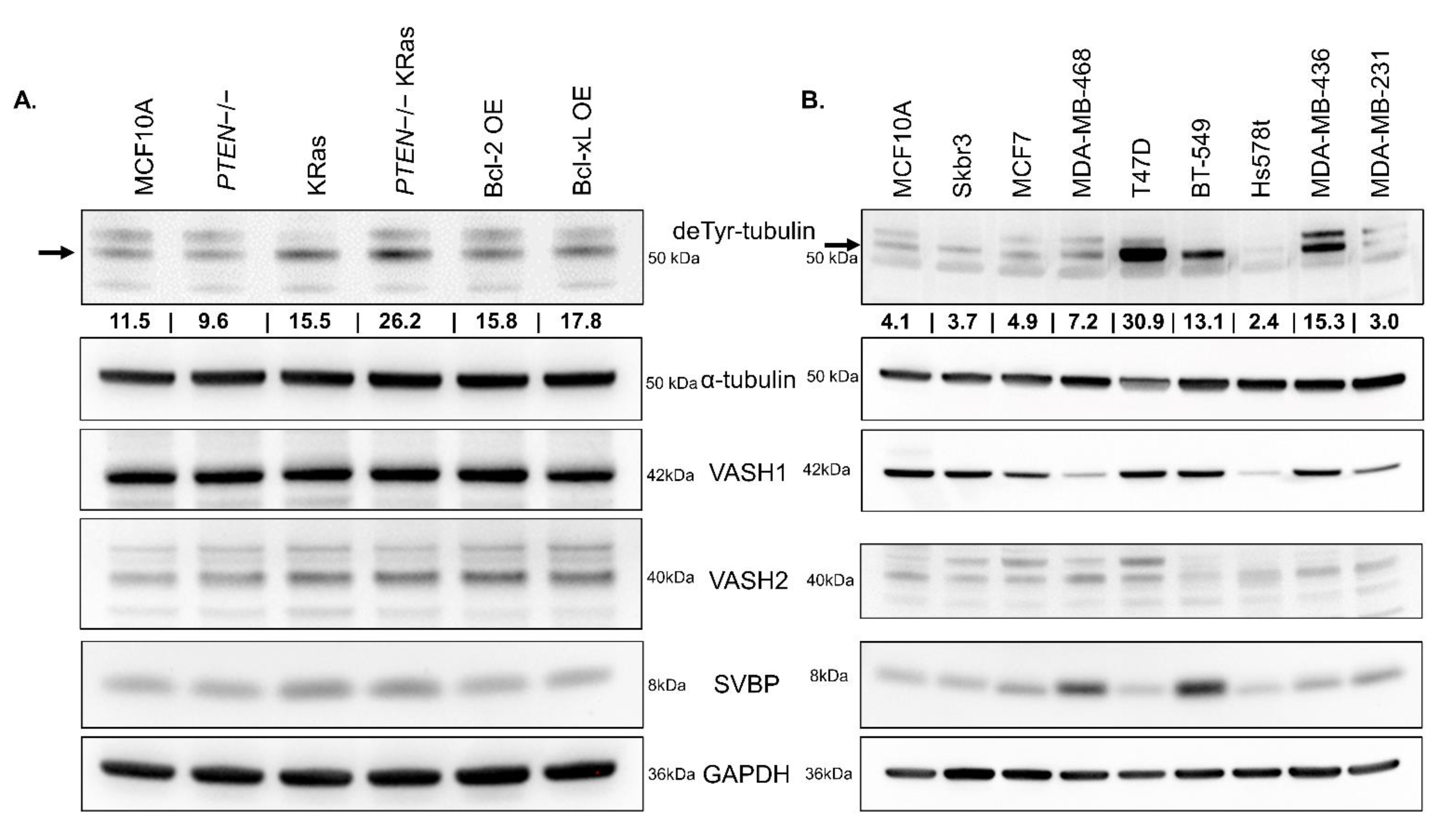 Cancers 14 01707 g005 550
