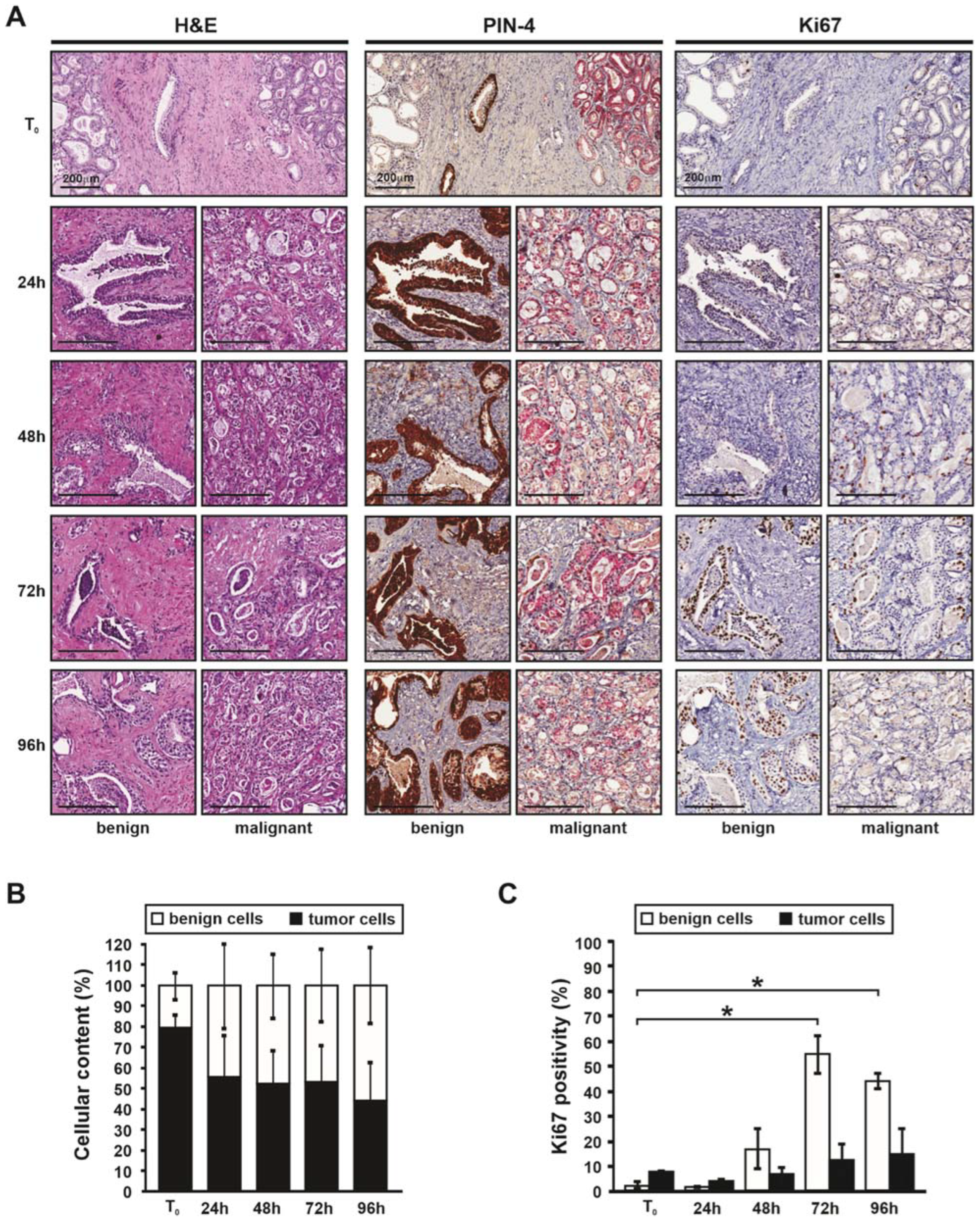 Cancers 14 01708 g002 550