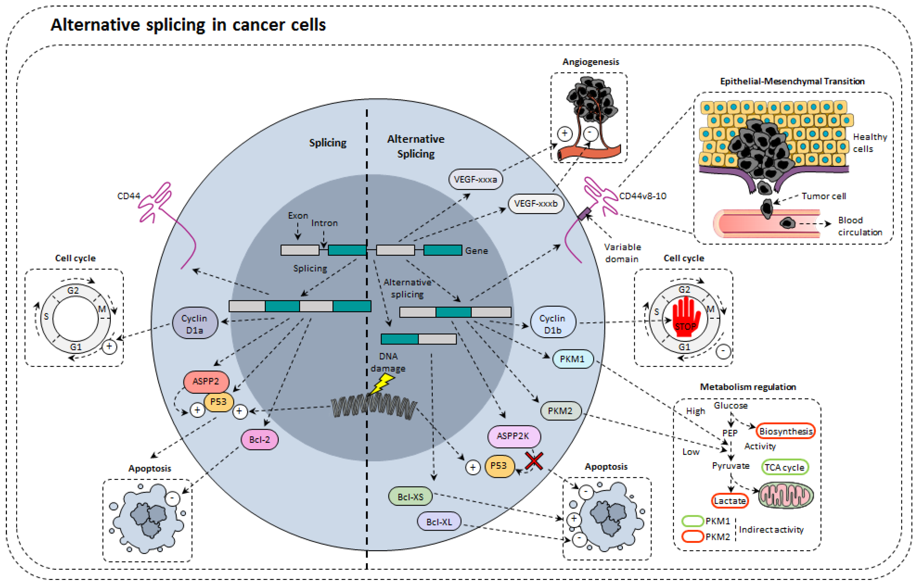 Cancers 14 01726 g003 Cancers 14 01726 g003
