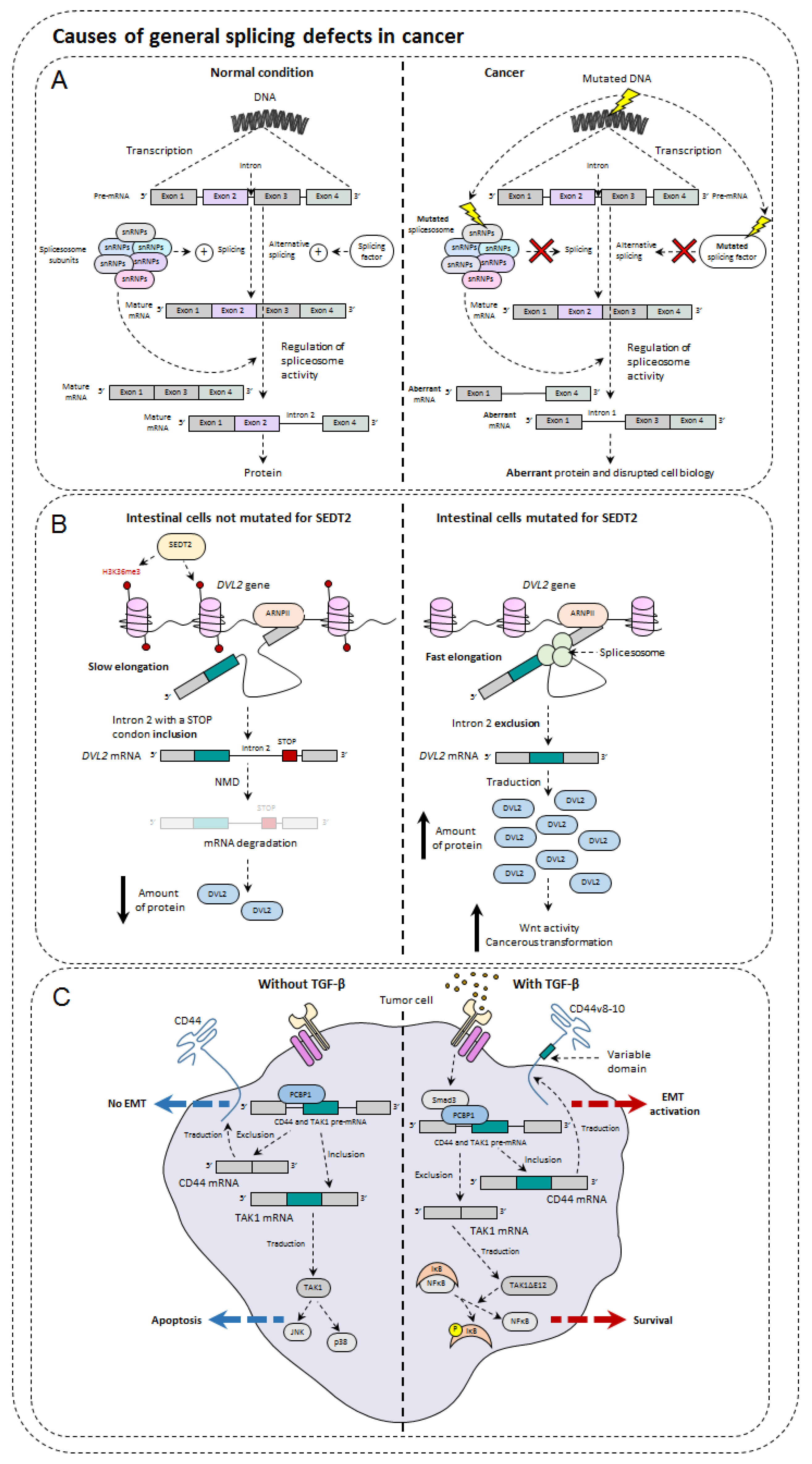 Cancers 14 01726 g004 Cancers 14 01726 g004