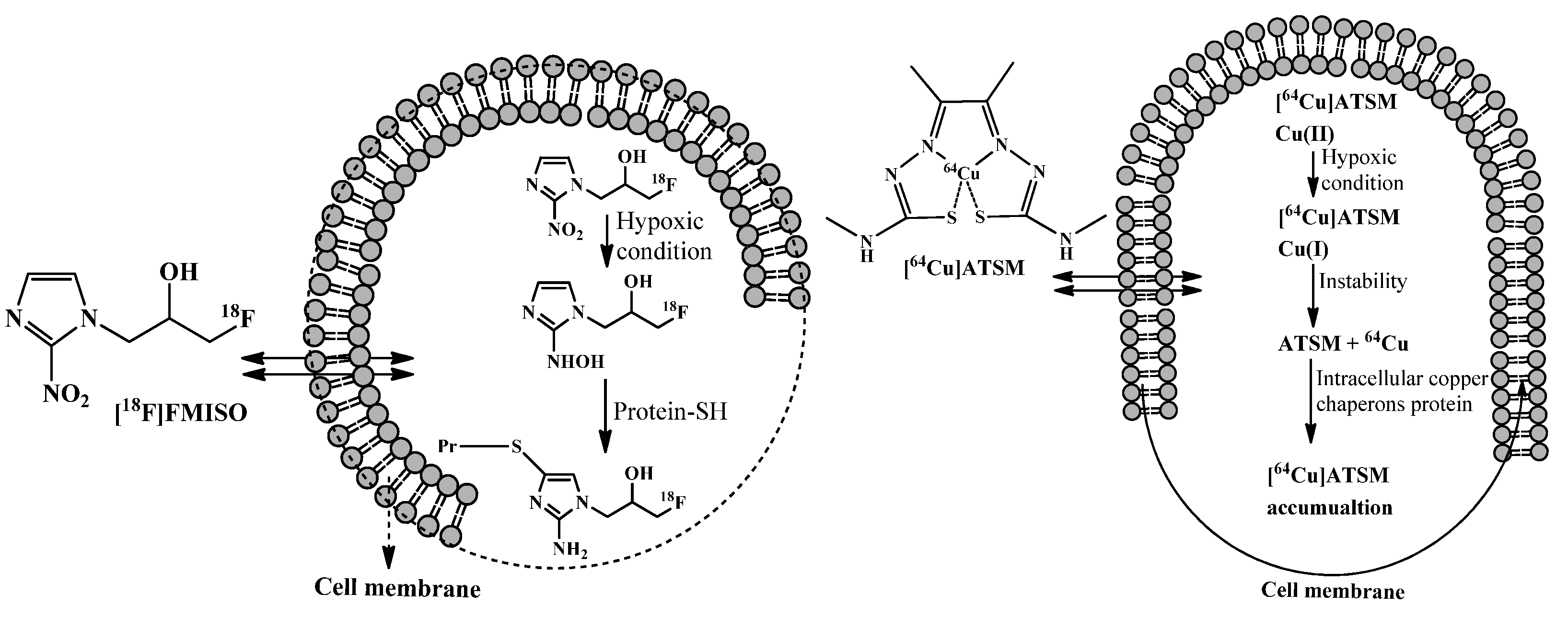 Cancers 14 01779 g003