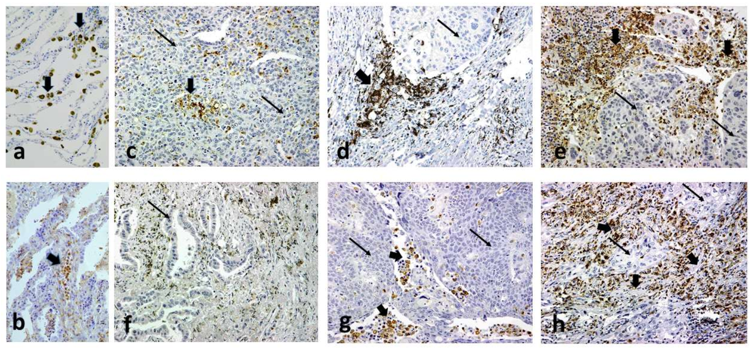 Cancers 14 01801 g003 550