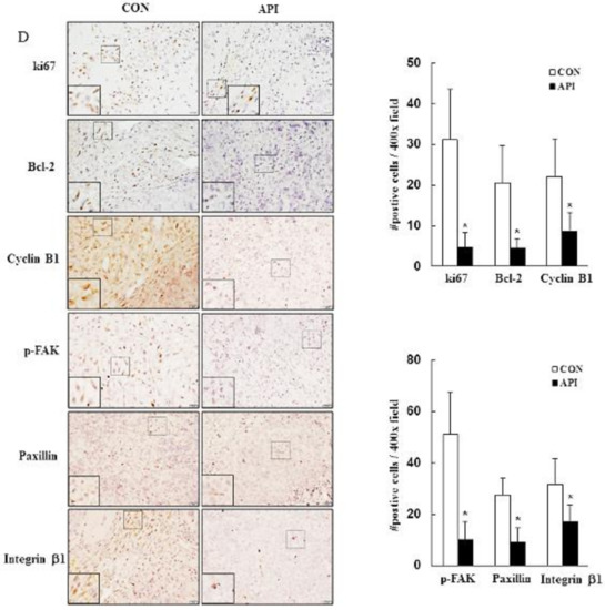 Anticancer Effects and Molecular Mechanisms of Apigenin in