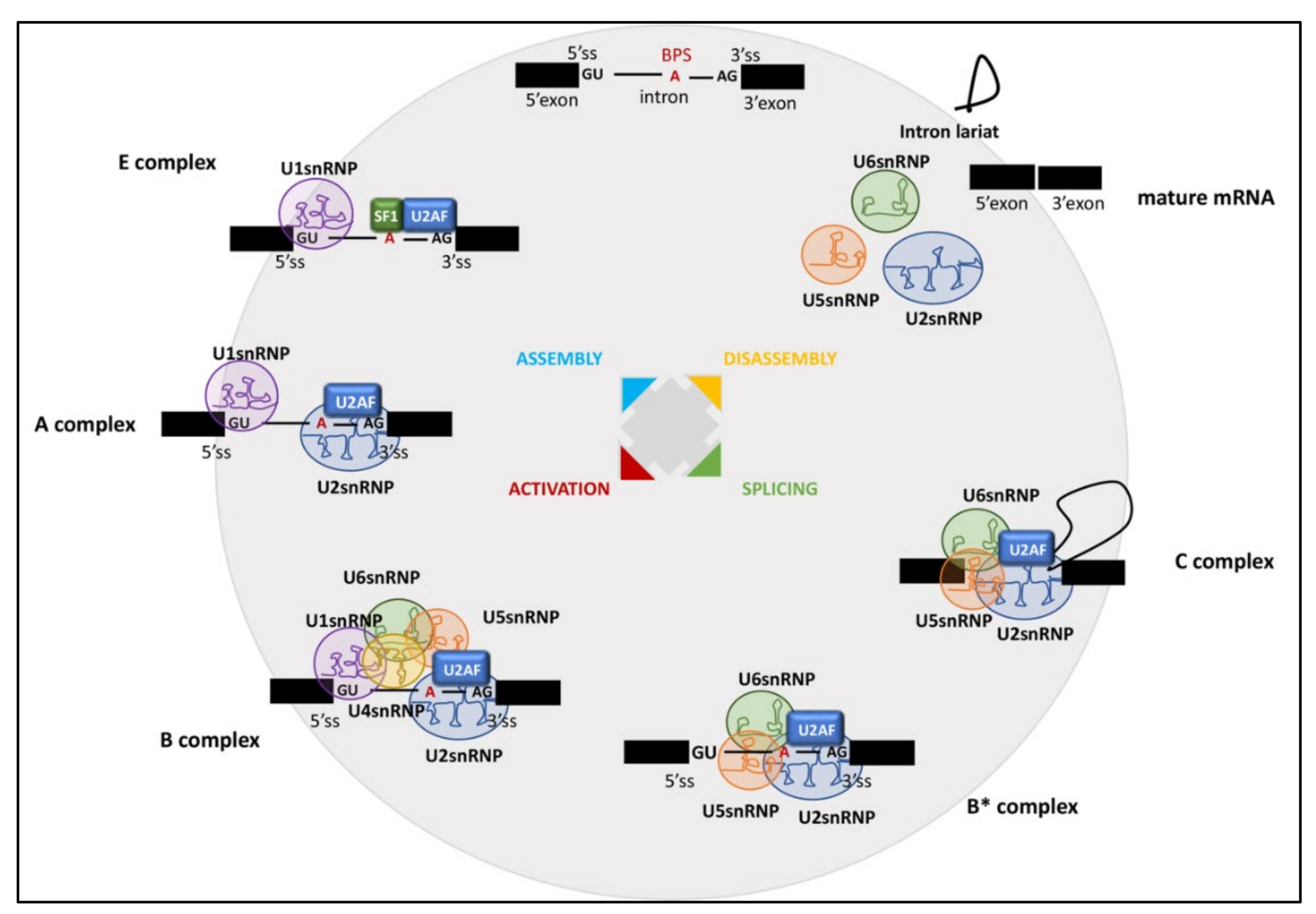 Cancers 14 01827 g001 Cancers 14 01827 g001