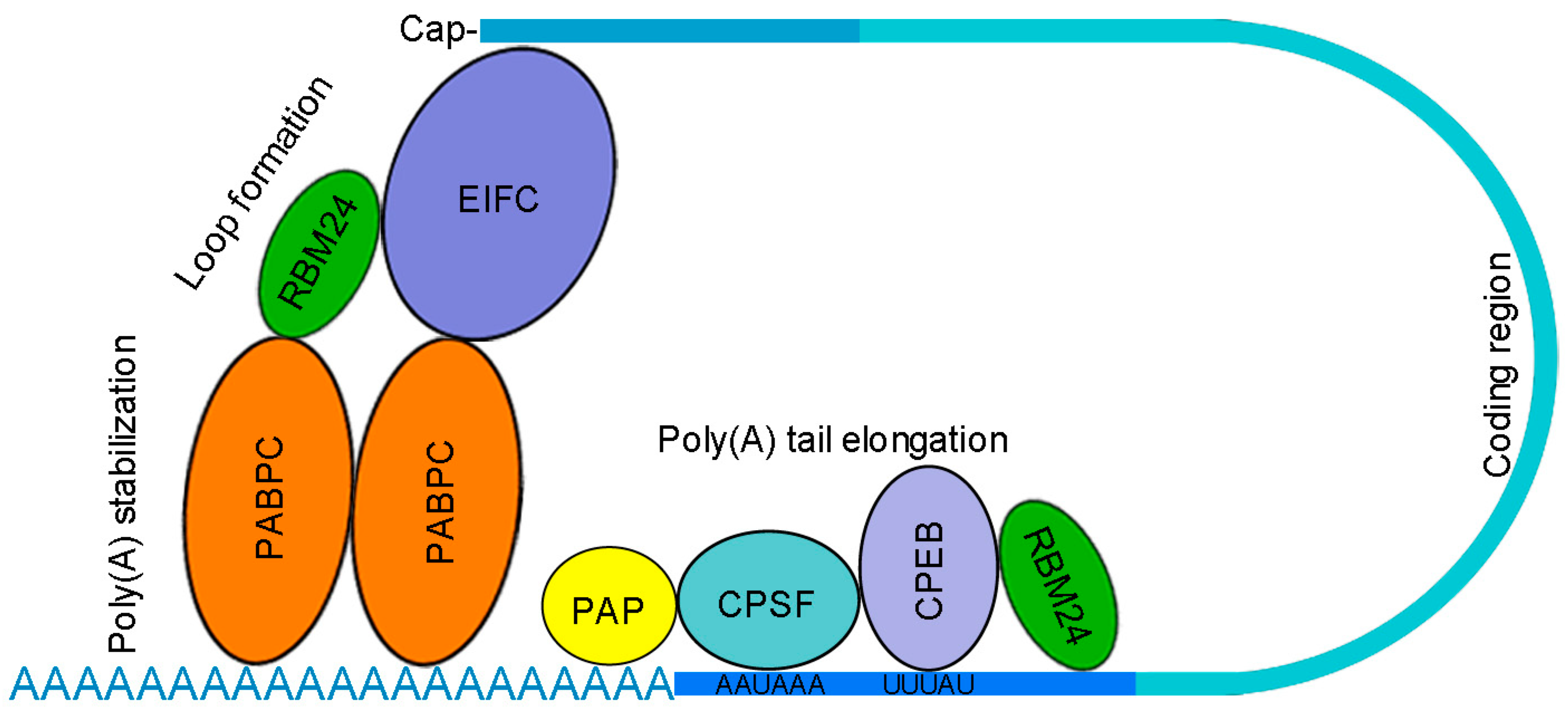 Cancers 14 01843 g003