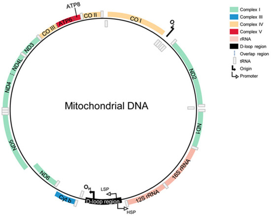 Structure Of Mitochondrial Dna Diagram
