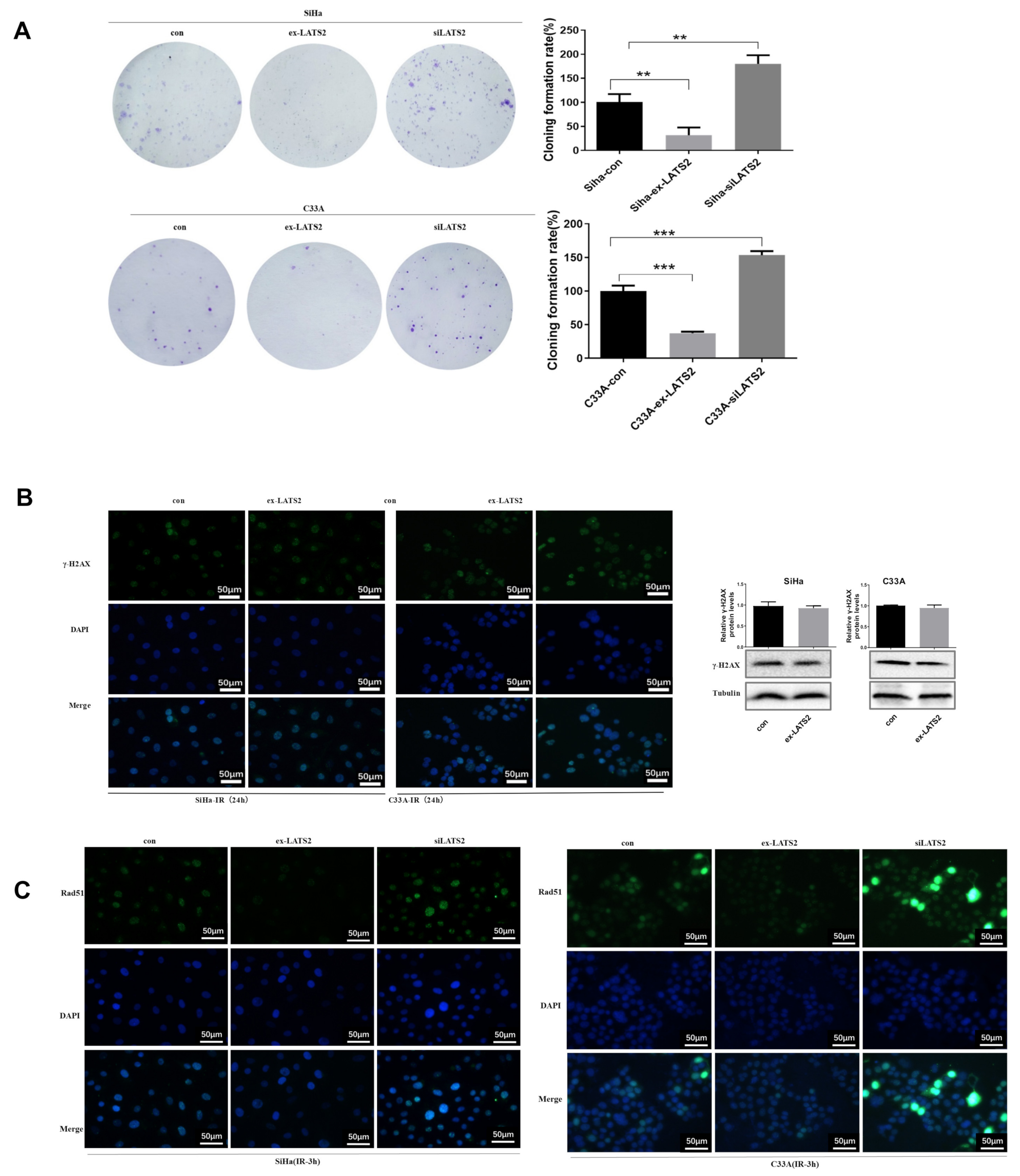 Cancers 14 01872 g004a 550