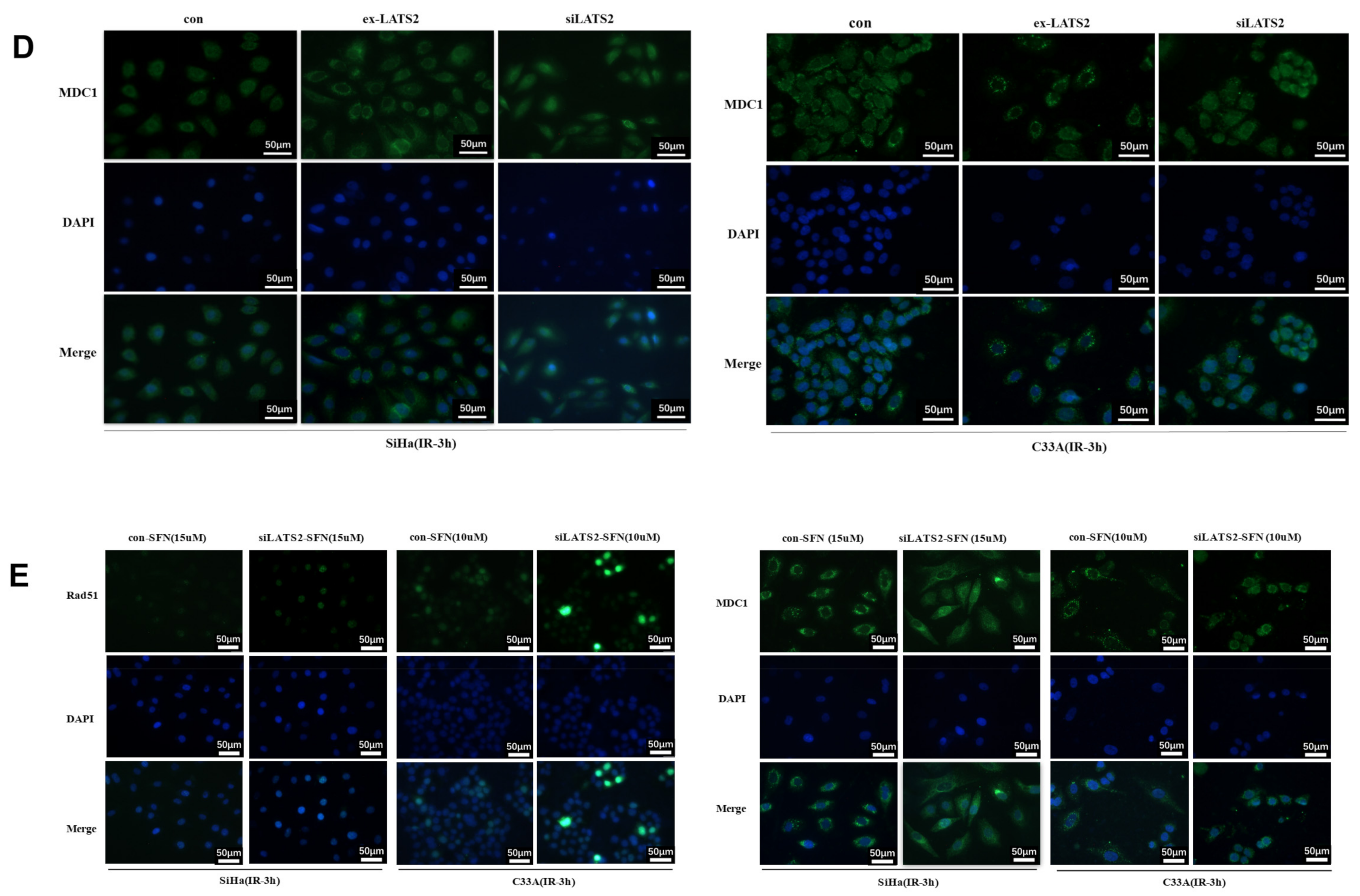 Cancers 14 01872 g004b 550