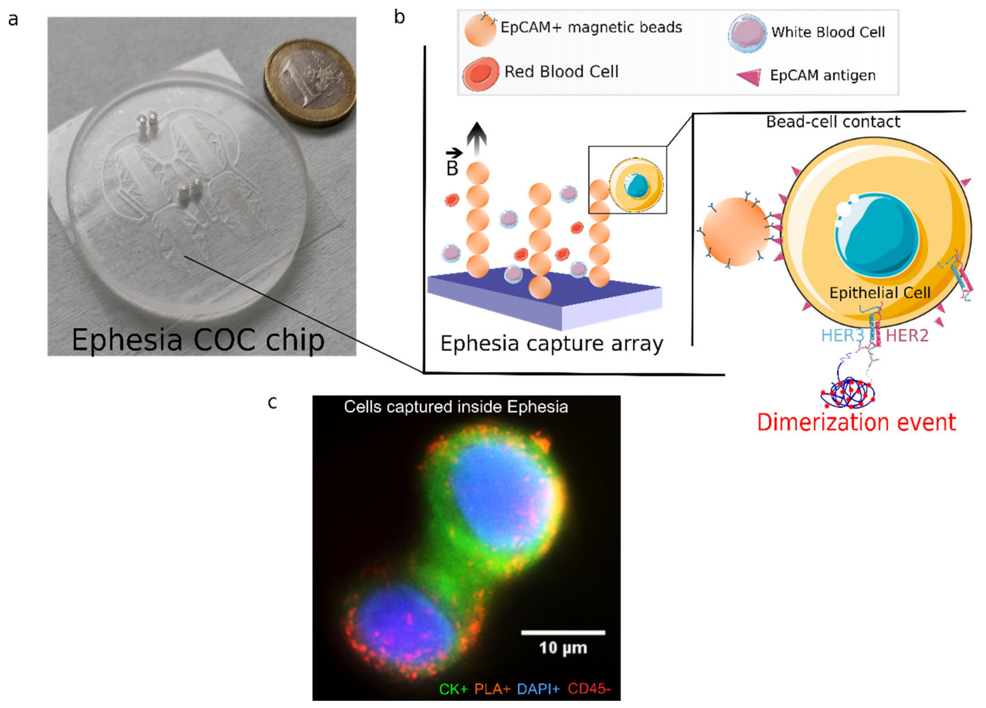 Cancers 14 01890 g002 550