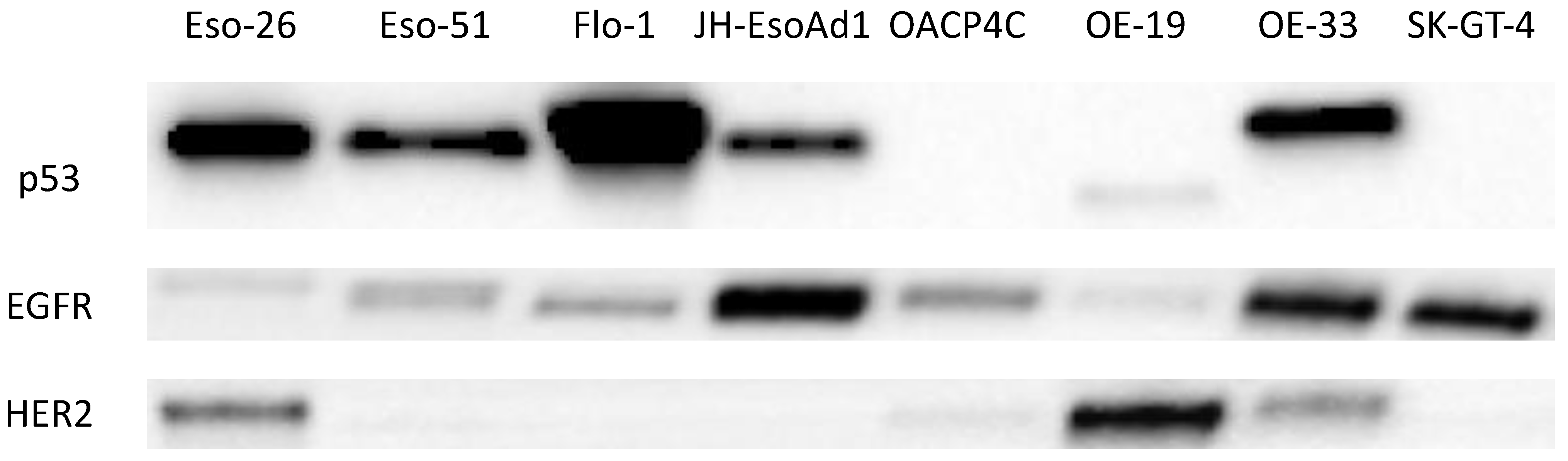 Cancers 14 01891 g004