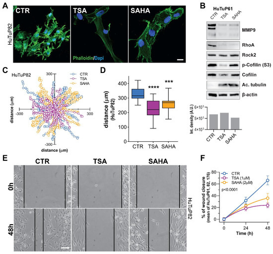 Histone Deacetylase Inhibitors Impair Glioblastoma Cell Histone Deacetylase Inhibitors Impair Glioblastoma Cell