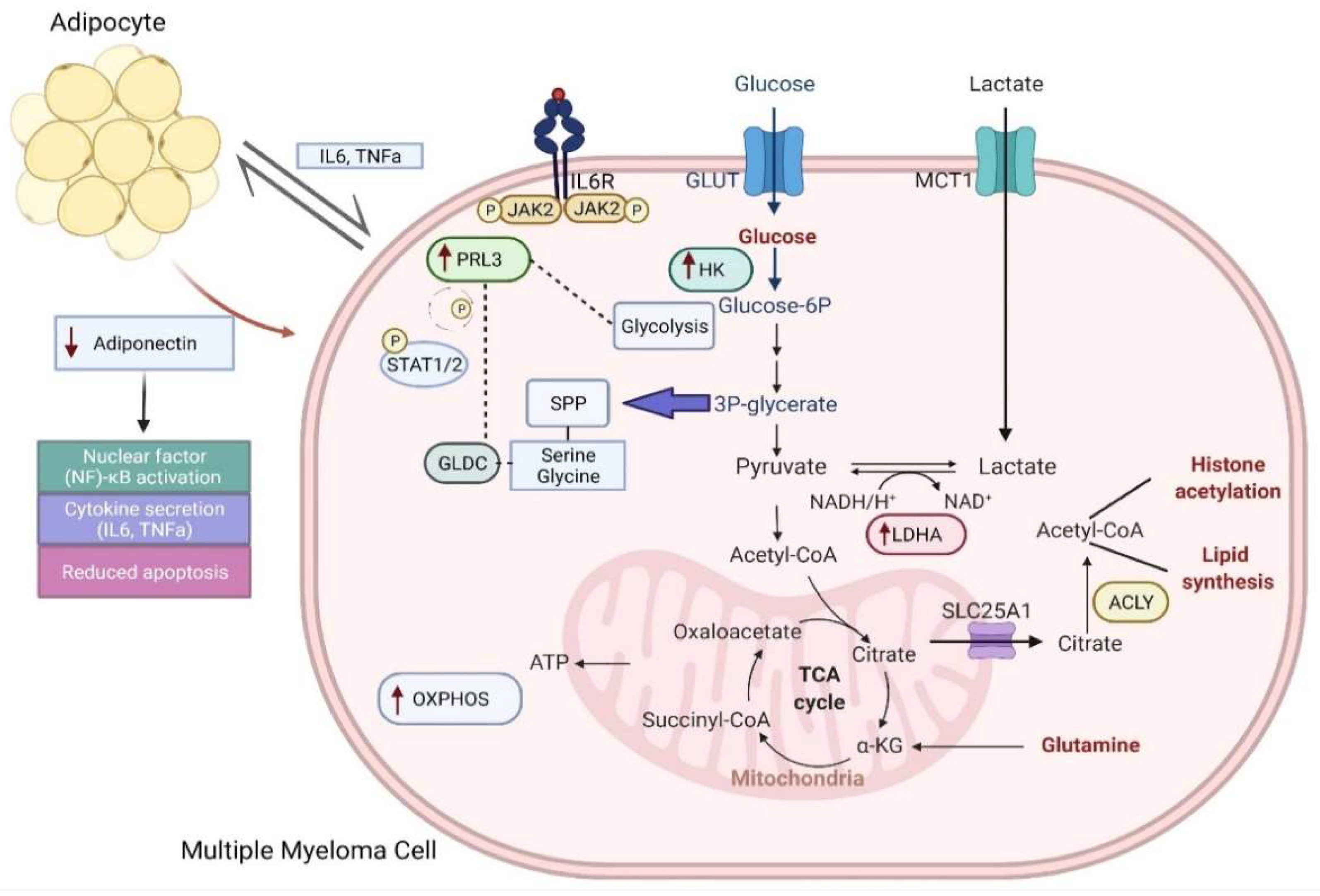 PDF) Neuro-Vulnerability in Energy Metabolism Regulation: A