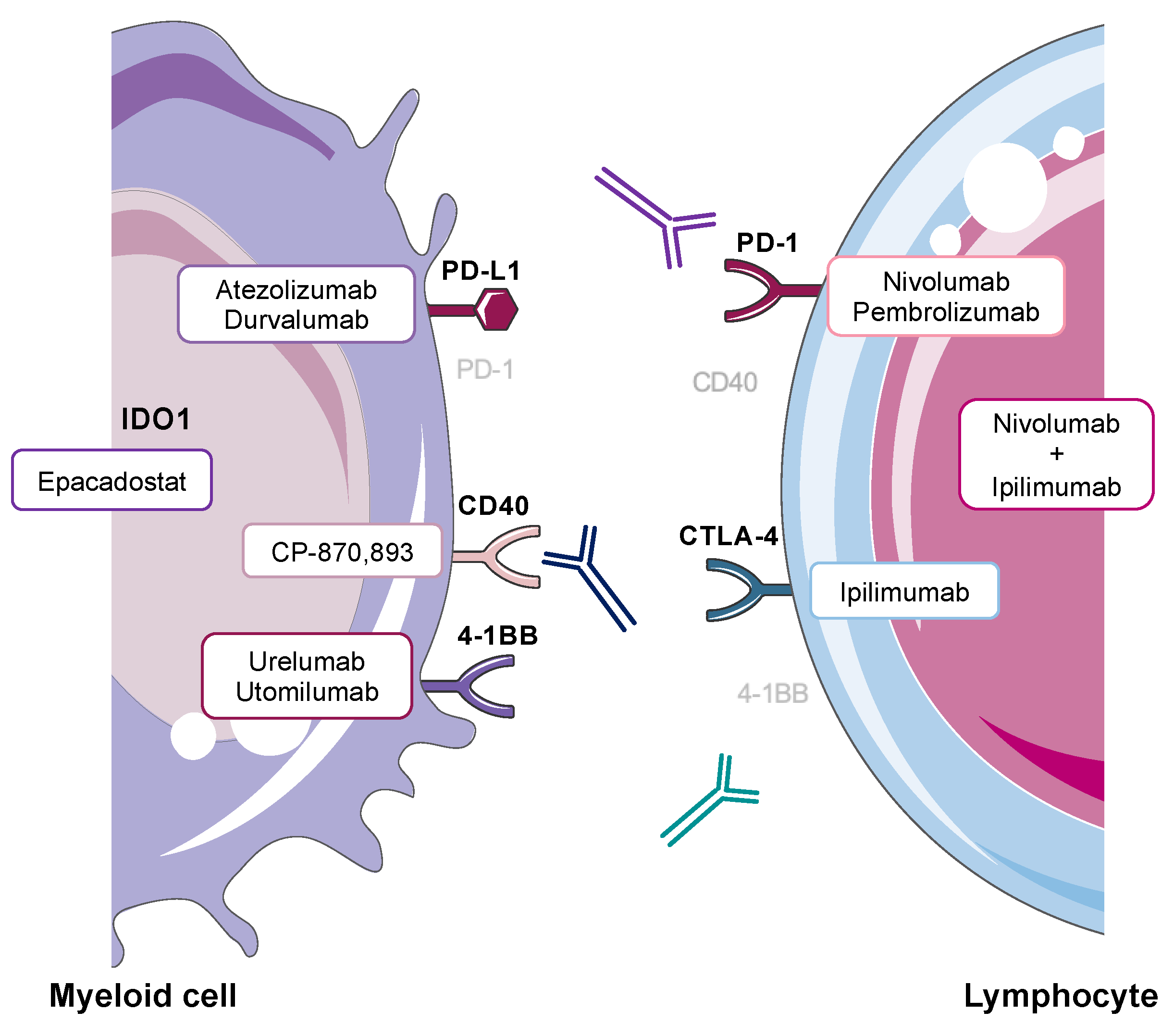 The Role of Myeloid Cells in Hepatotoxicity Related to