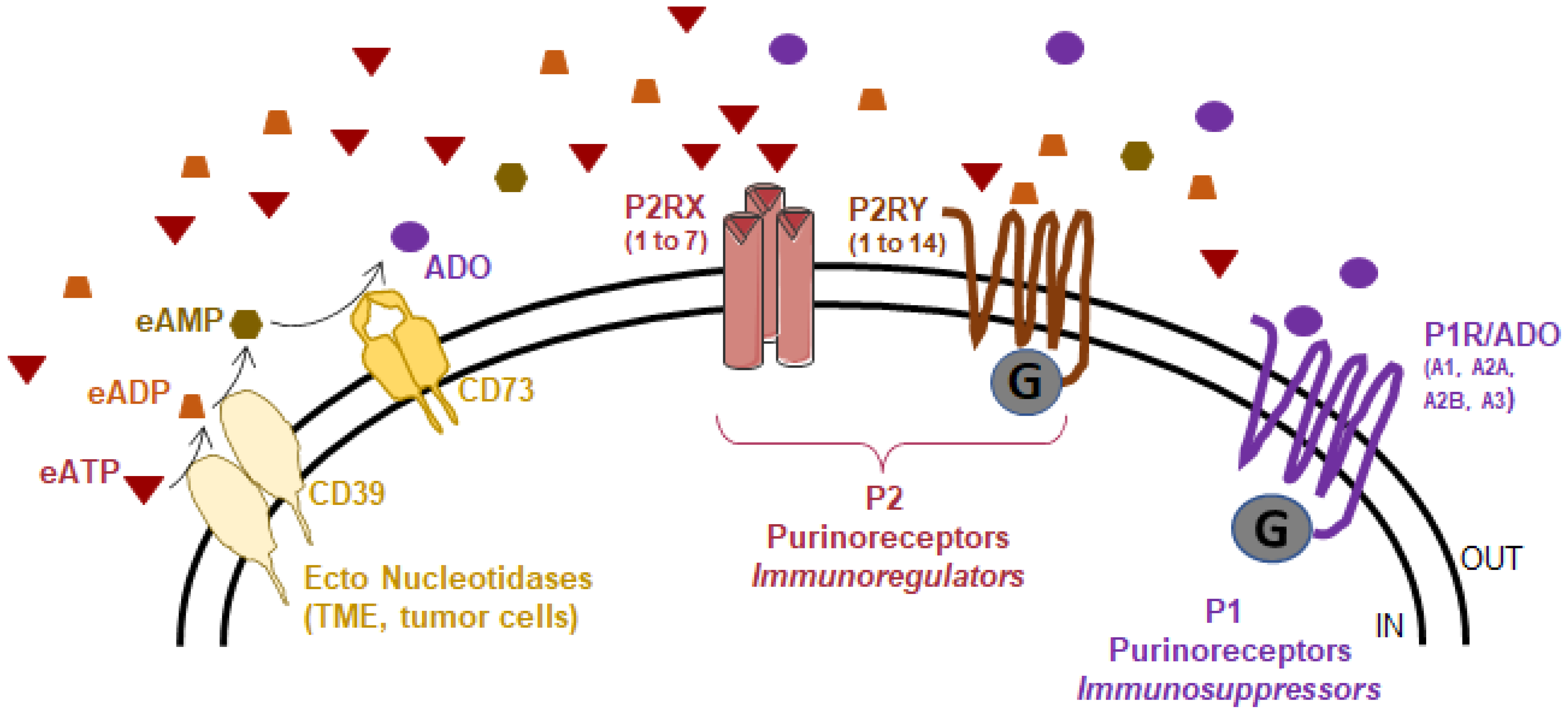 Cancers 14 01926 g002 550