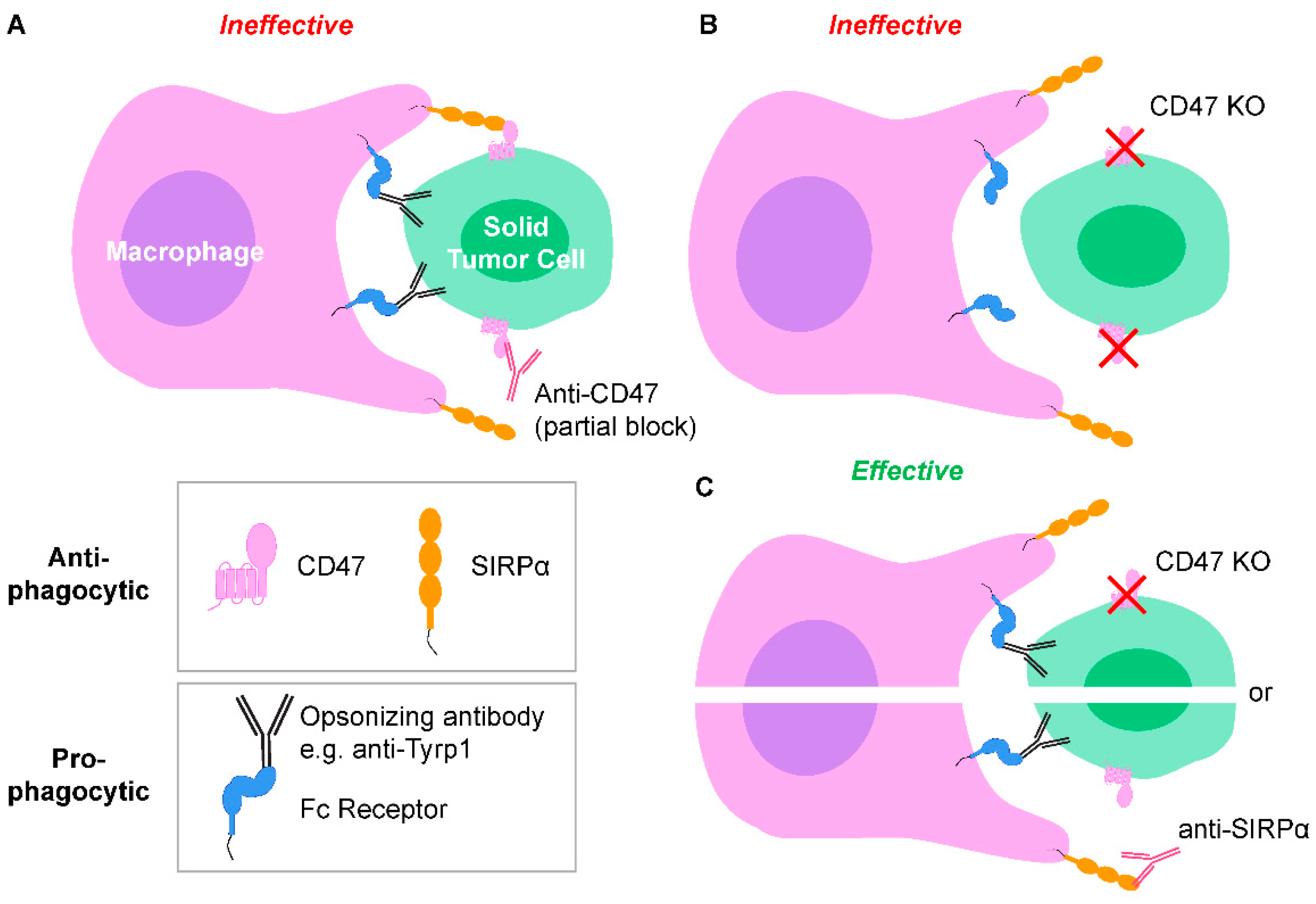 Cancers 14 01930 g001 550