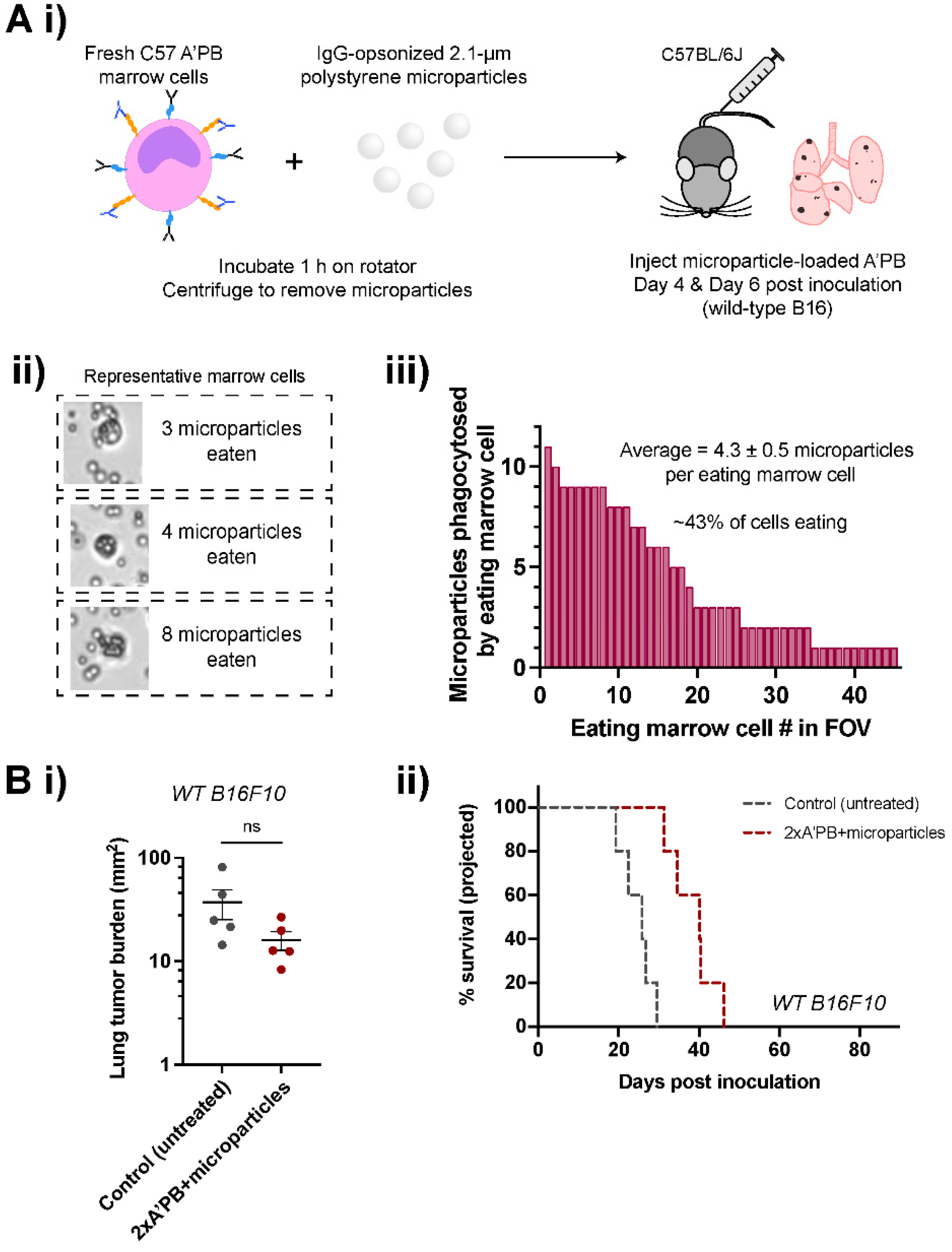 Cancers 14 01930 g007 550
