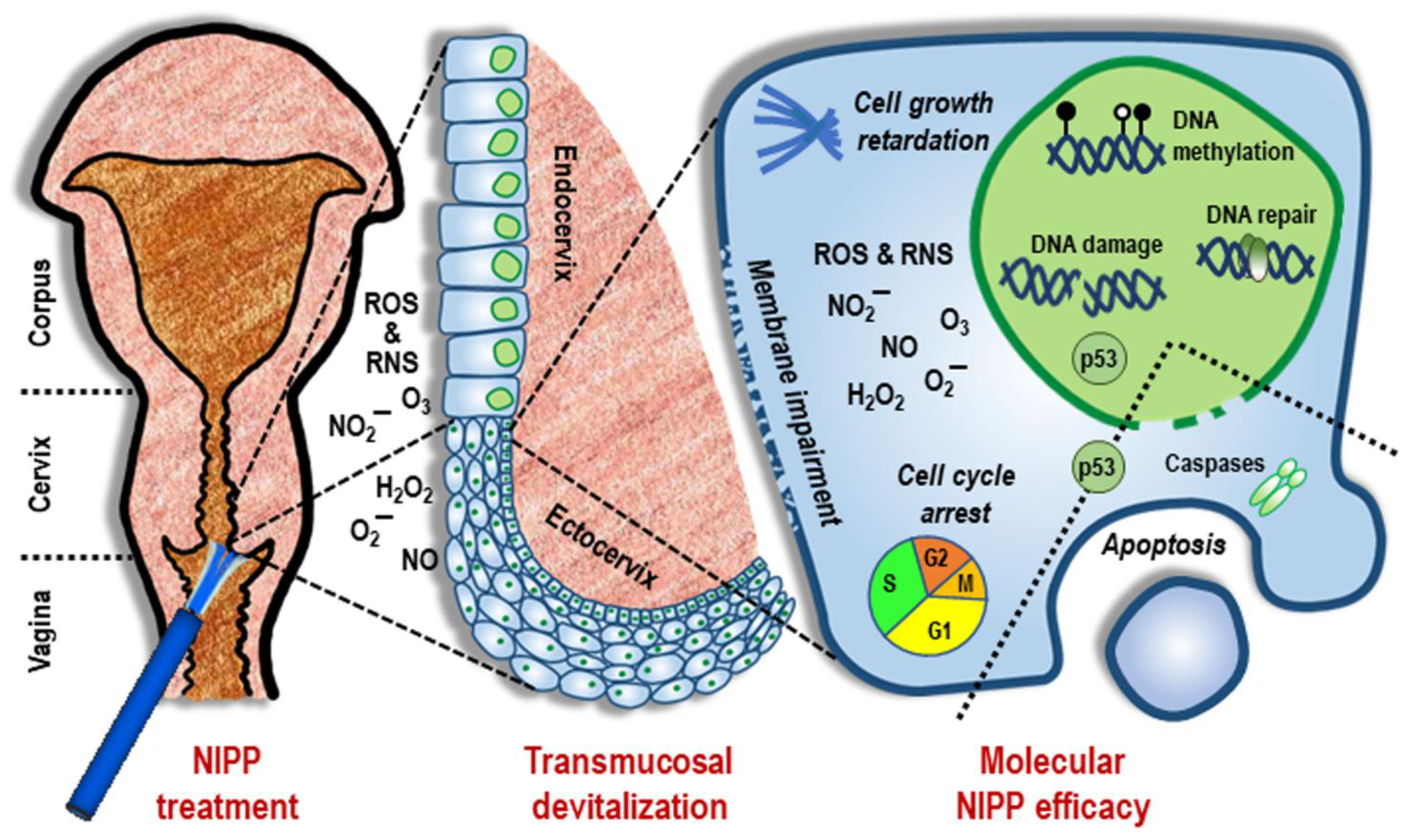 Cancers 14 01933 g005 Cancers 14 01933 g005