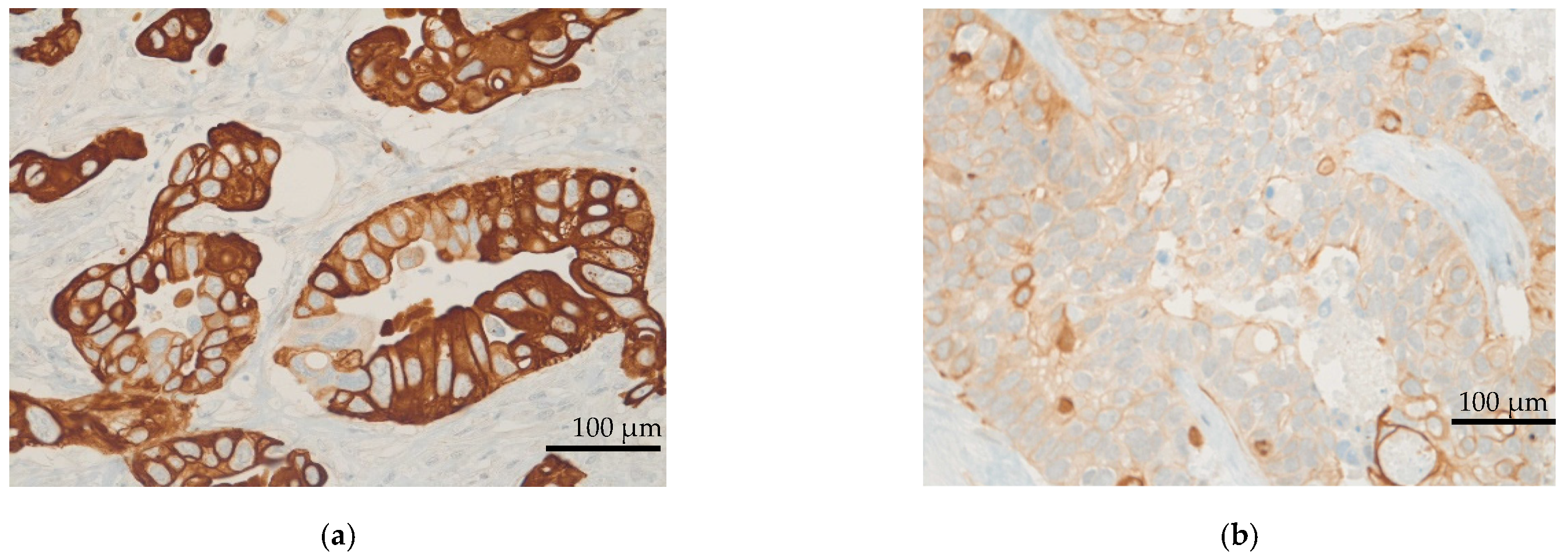 Cancers 14 01936 g001a 550