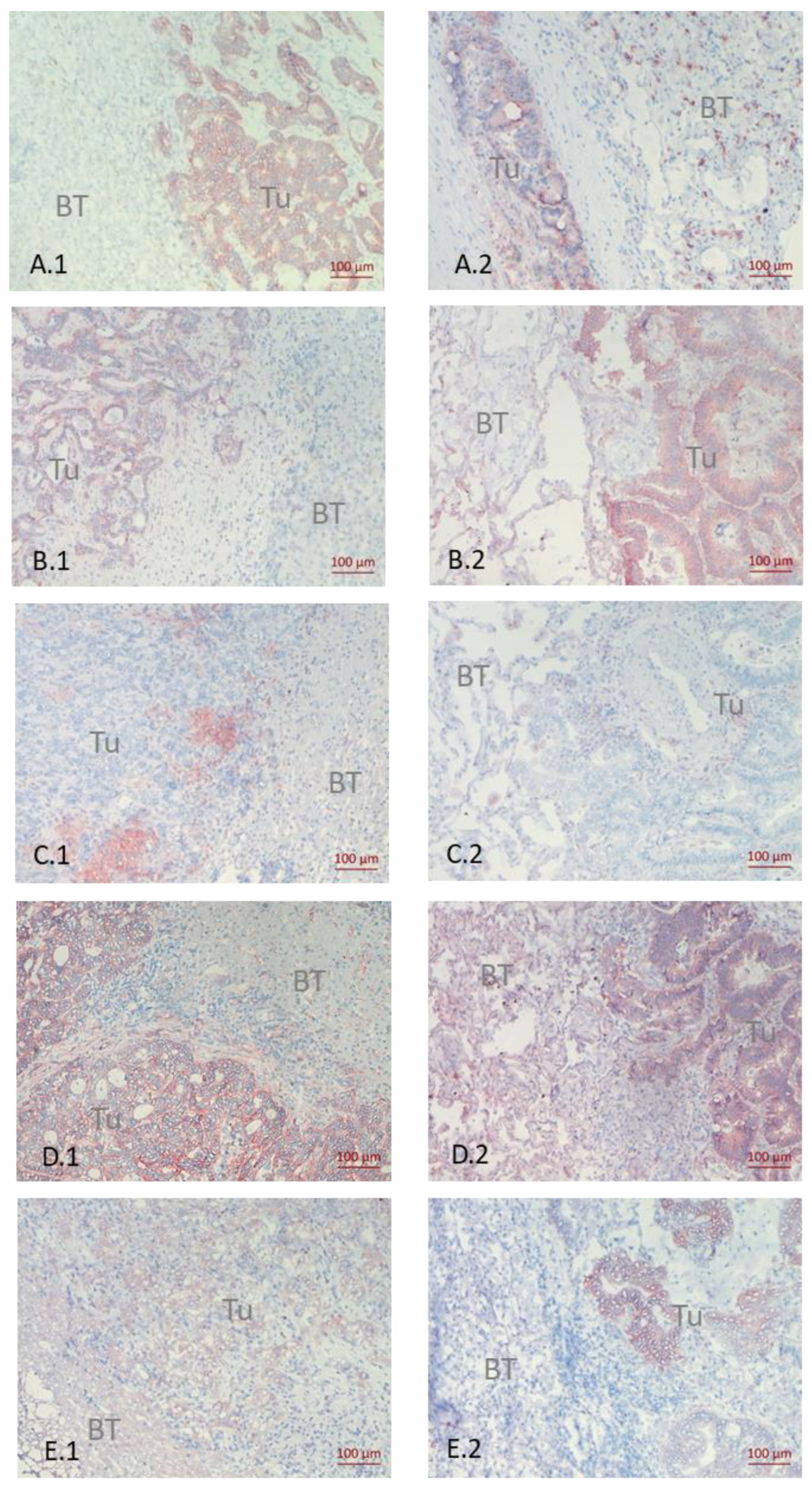 Cancers 14 01939 g002 550