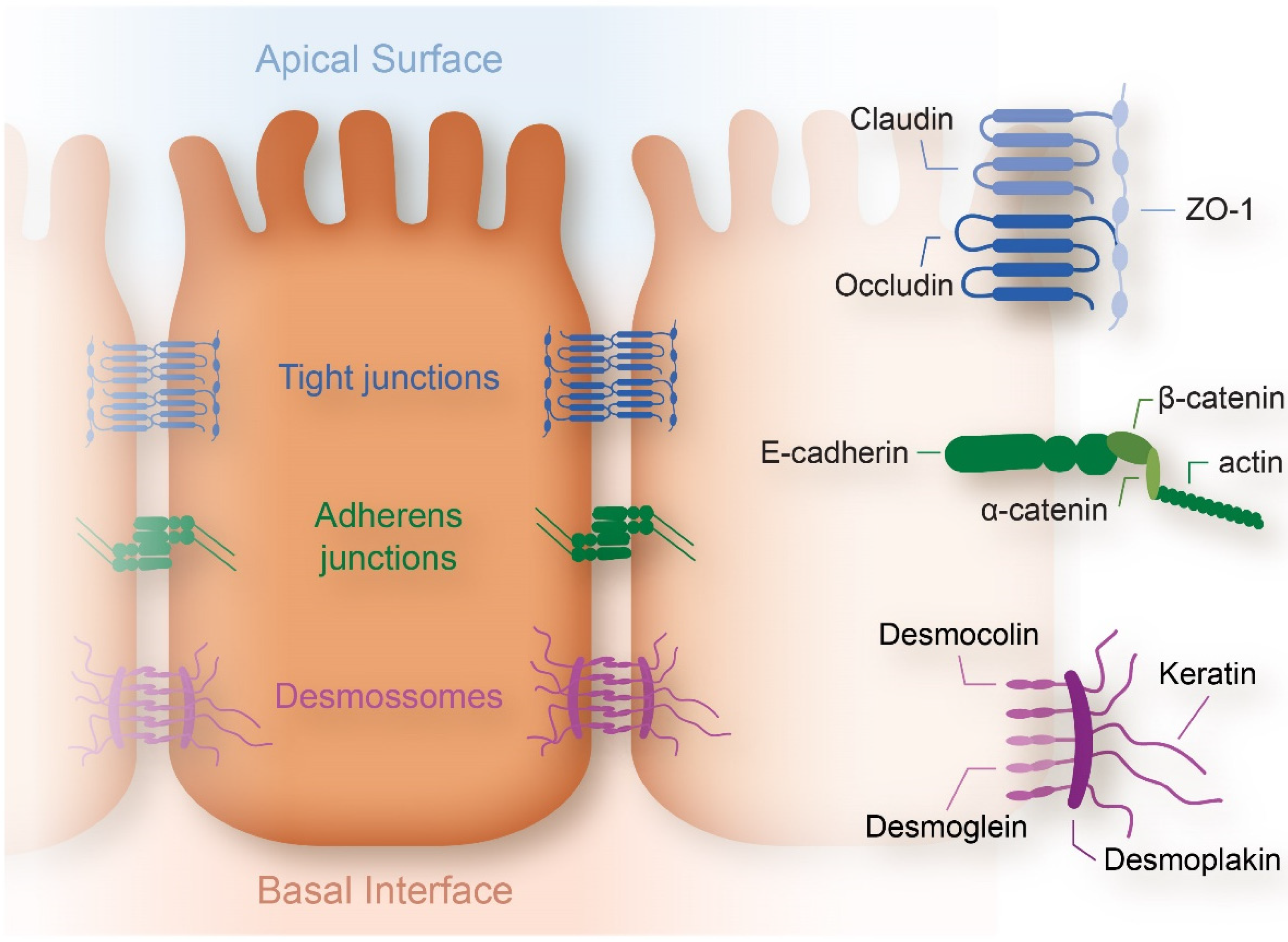 Cancers 14 01945 g001 Cancers 14 01945 g001