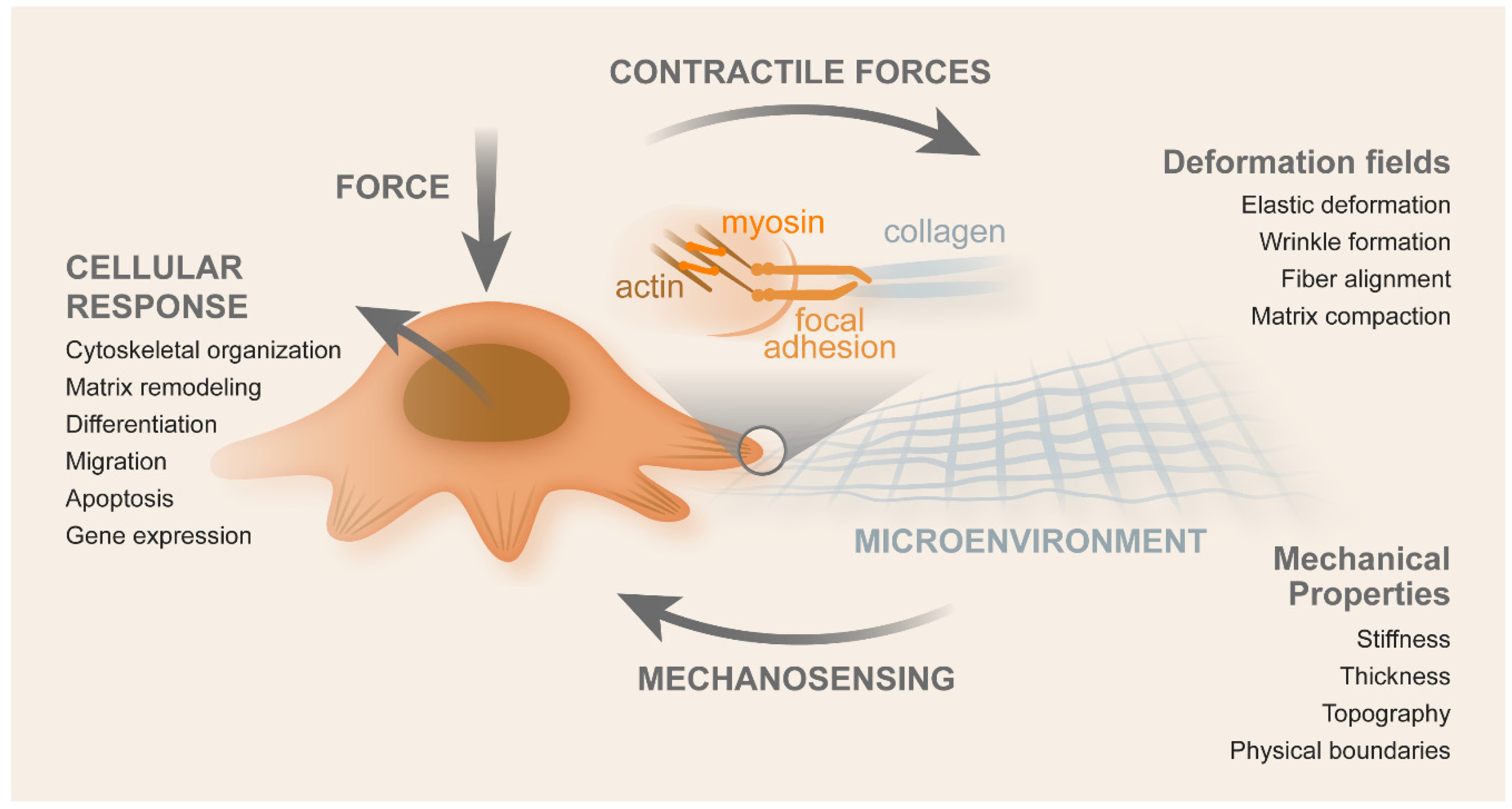Cancers 14 01945 g004 Cancers 14 01945 g004
