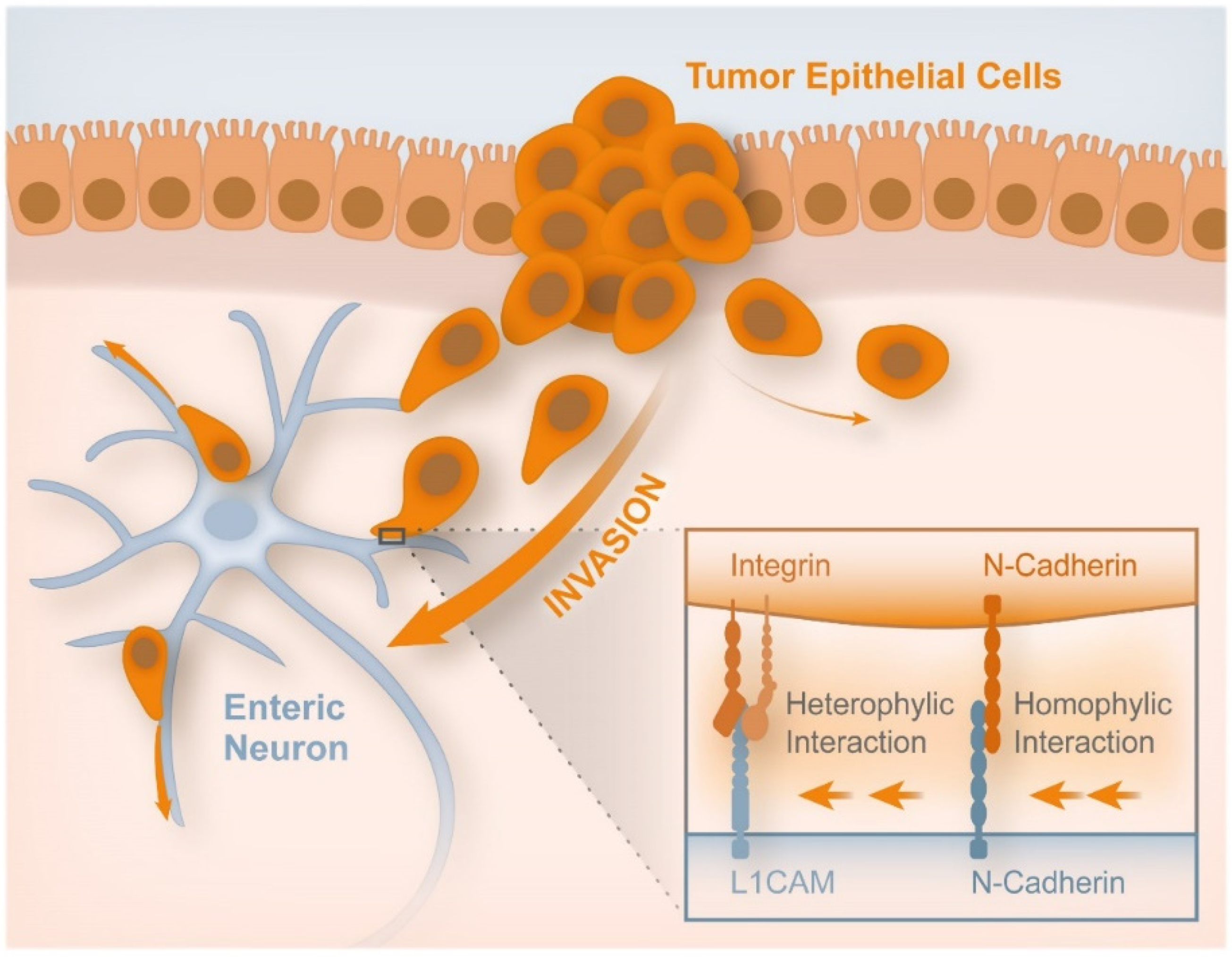 Cancers 14 01945 g005 Cancers 14 01945 g005