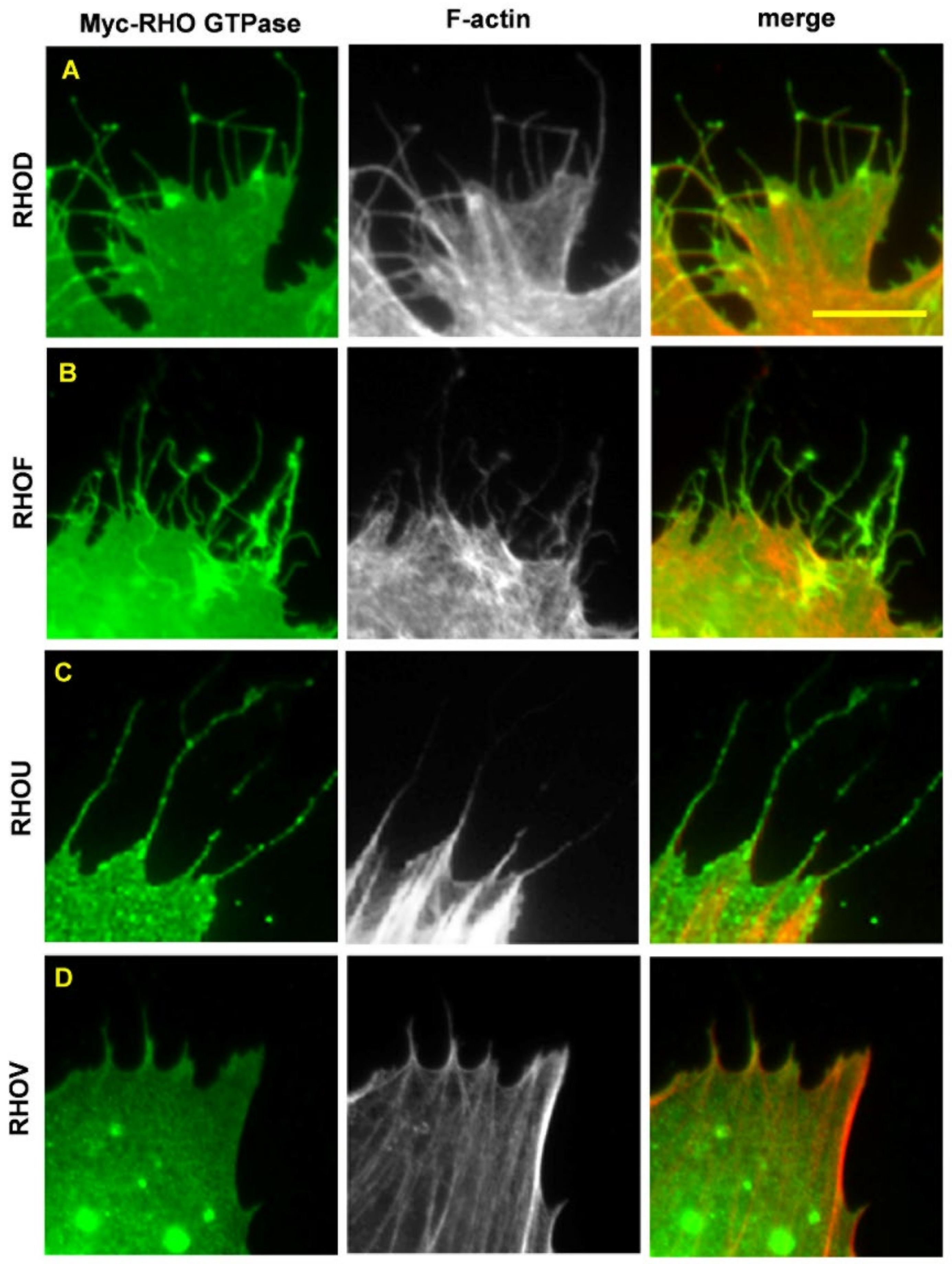 Cancers 14 01961 g001 Cancers 14 01961 g001