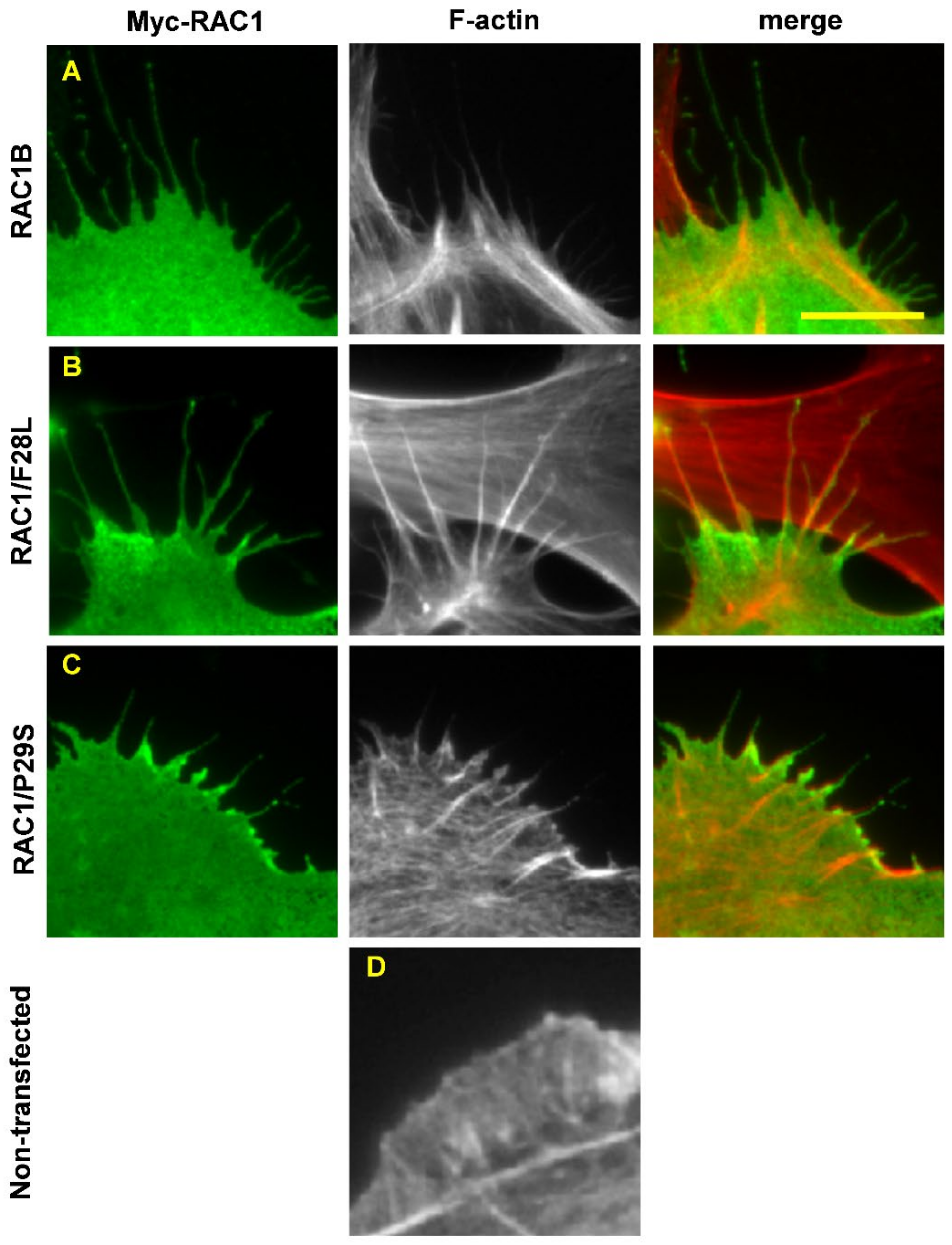 Cancers 14 01961 g003 Cancers 14 01961 g003