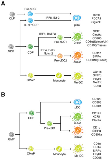 The Role of Type-2 Conventional Dendritic Cells in the Regulation of ...