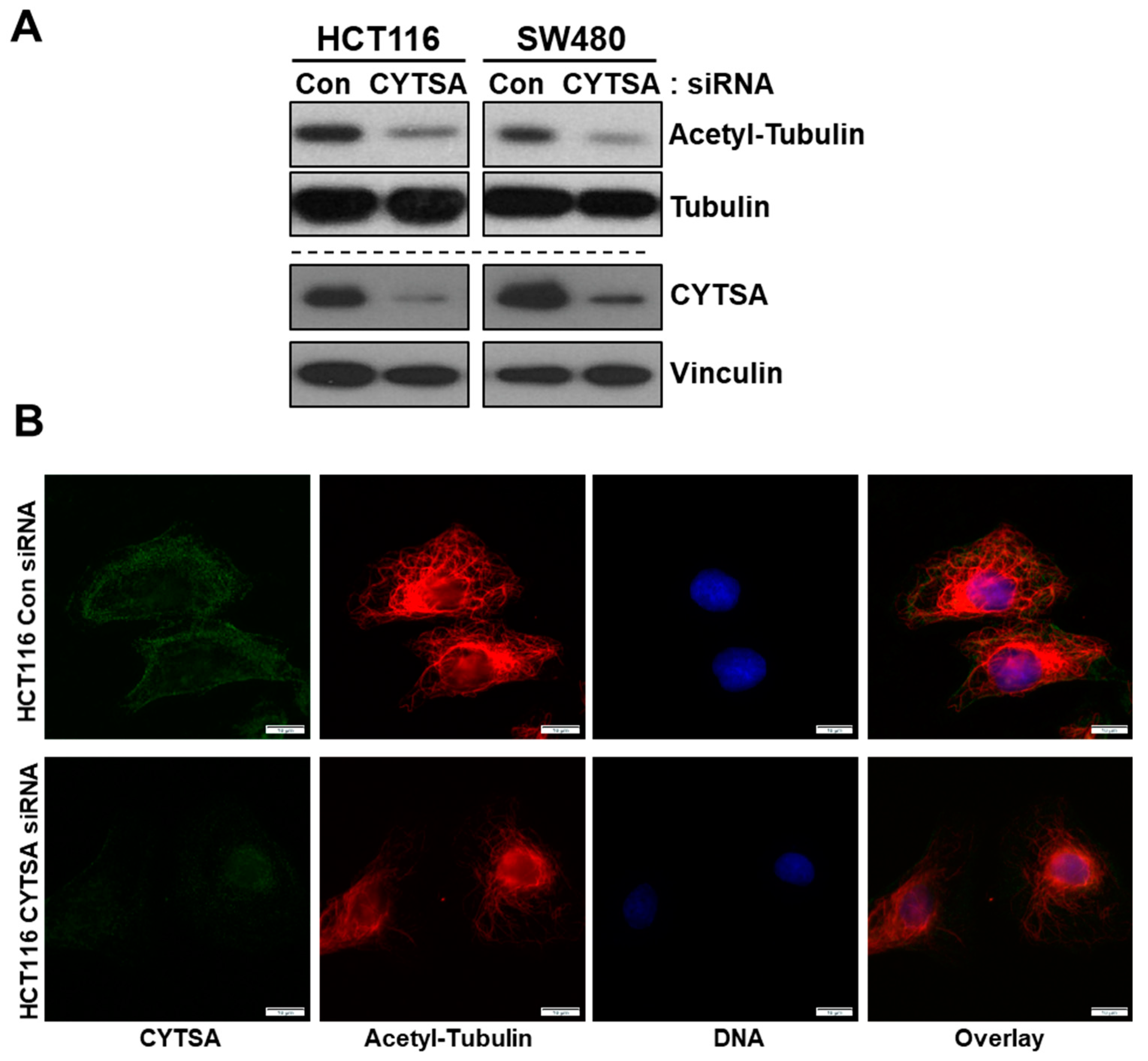 Cancers 14 01977 g005