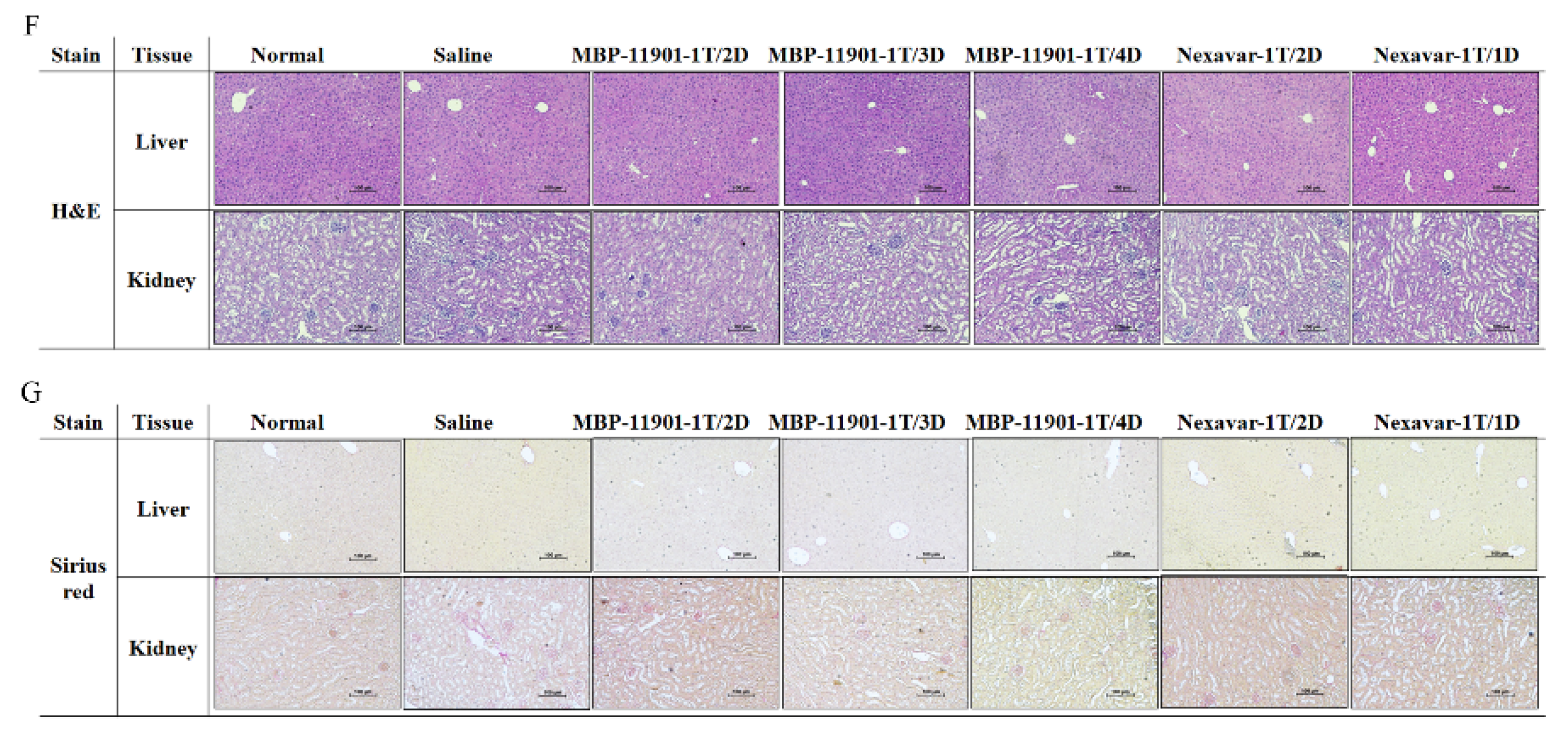 Cancers 14 01994 g005b 550