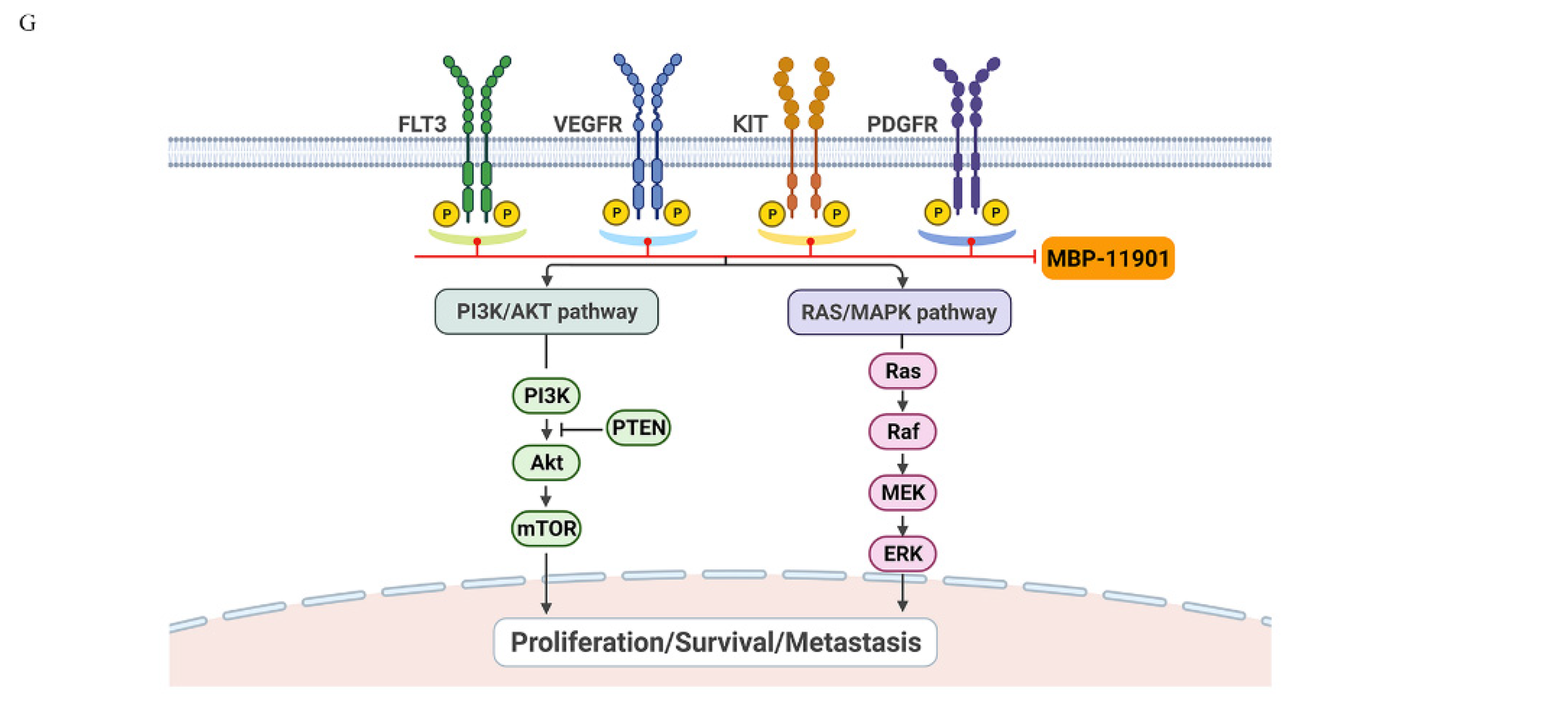 Cancers 14 01994 g007b 550