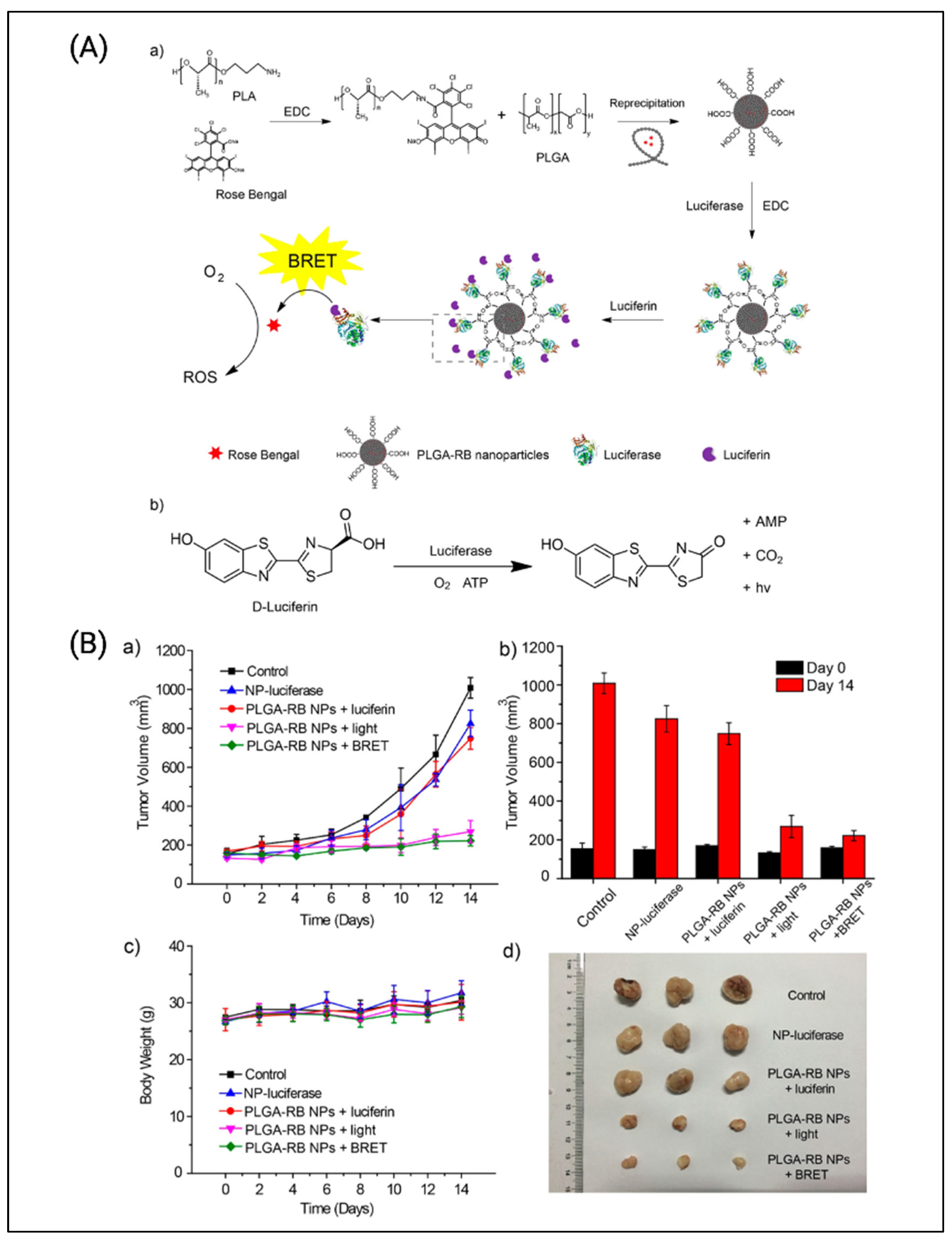 Cancers 14 02004 g011