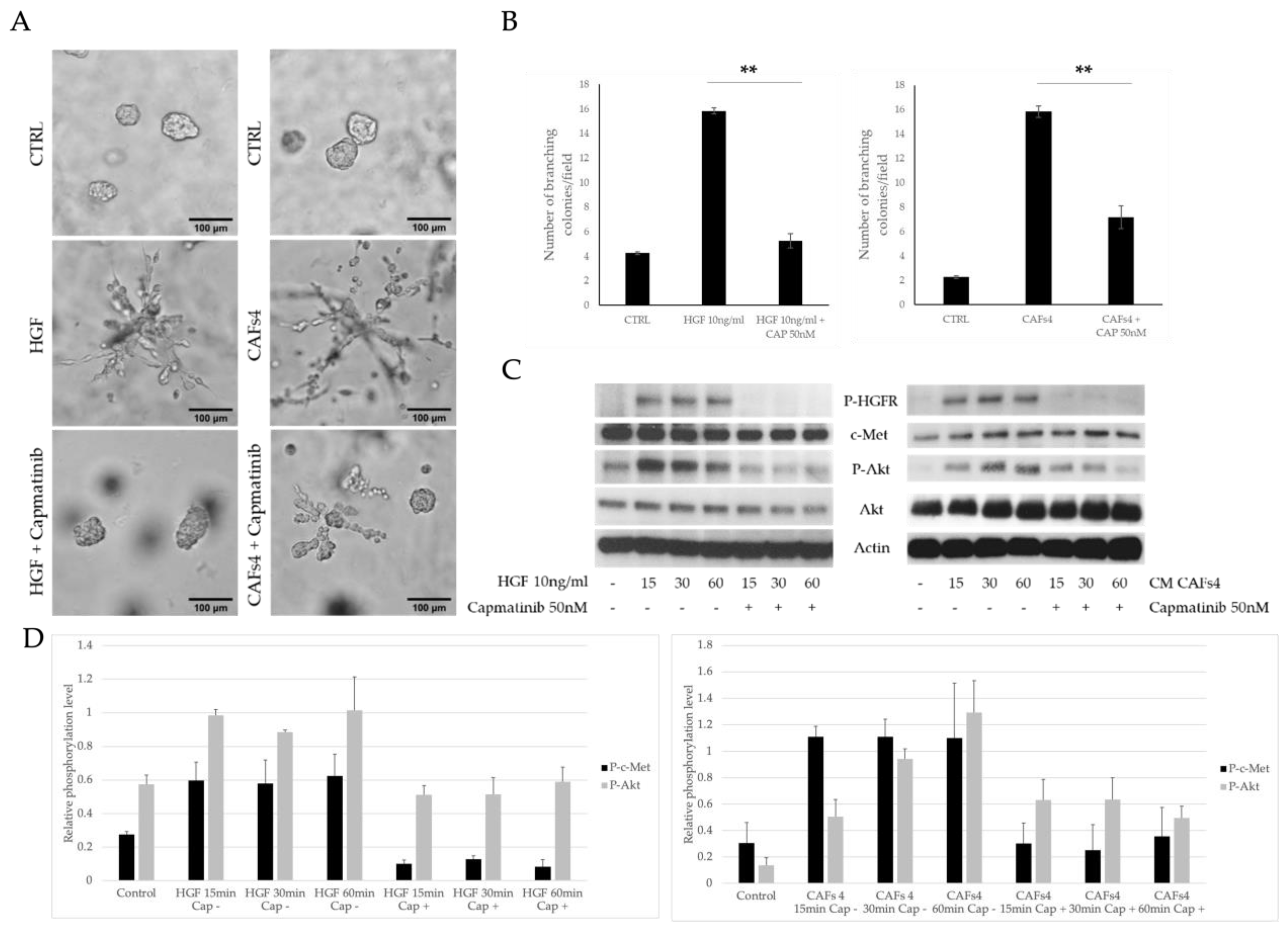 Cancers 14 02005 g003 550
