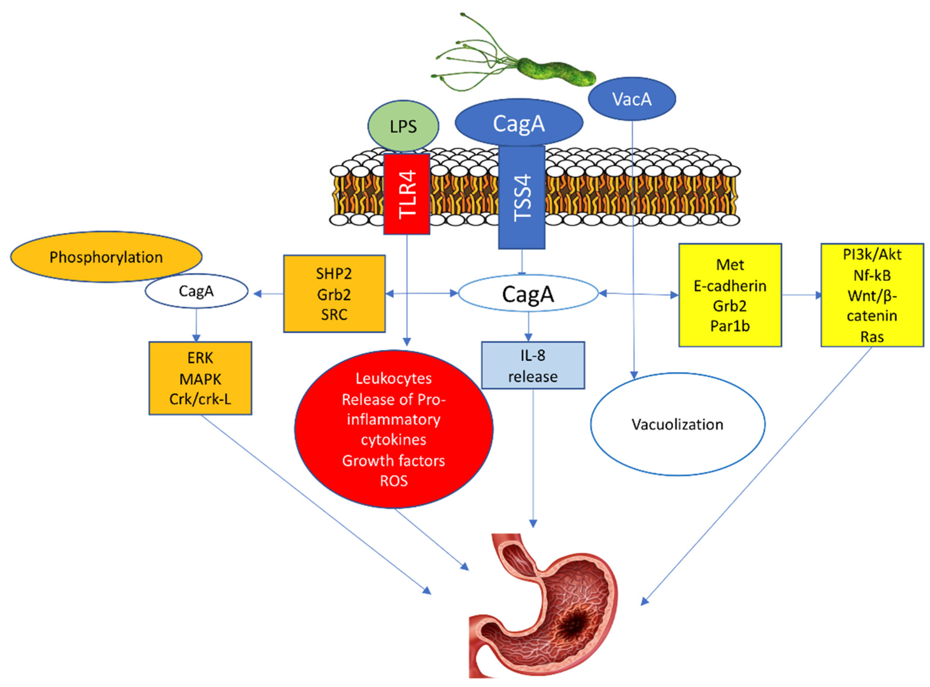 Cancers 14 02039 g002 Cancers 14 02039 g002