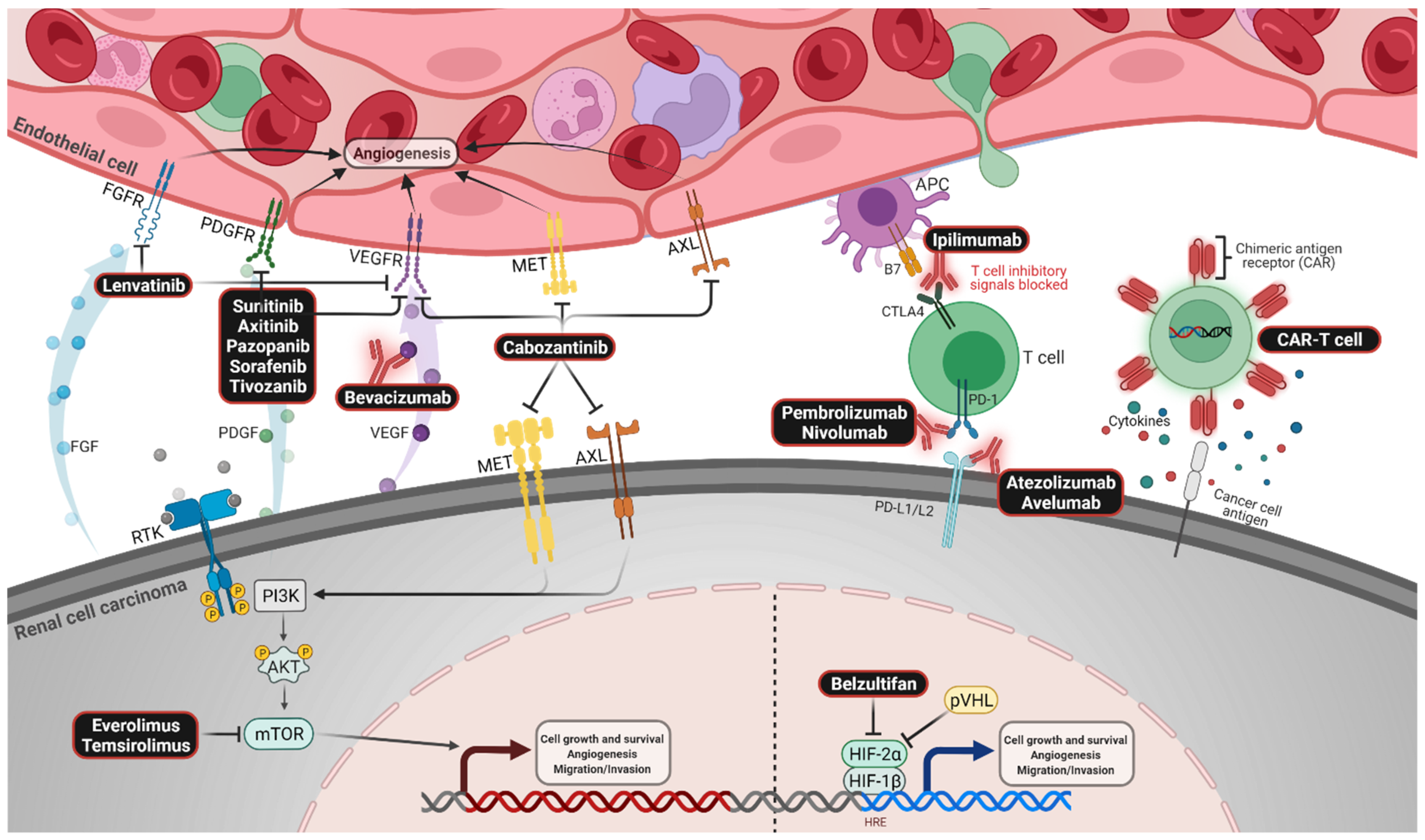 Cancers 14 02049 g001 550