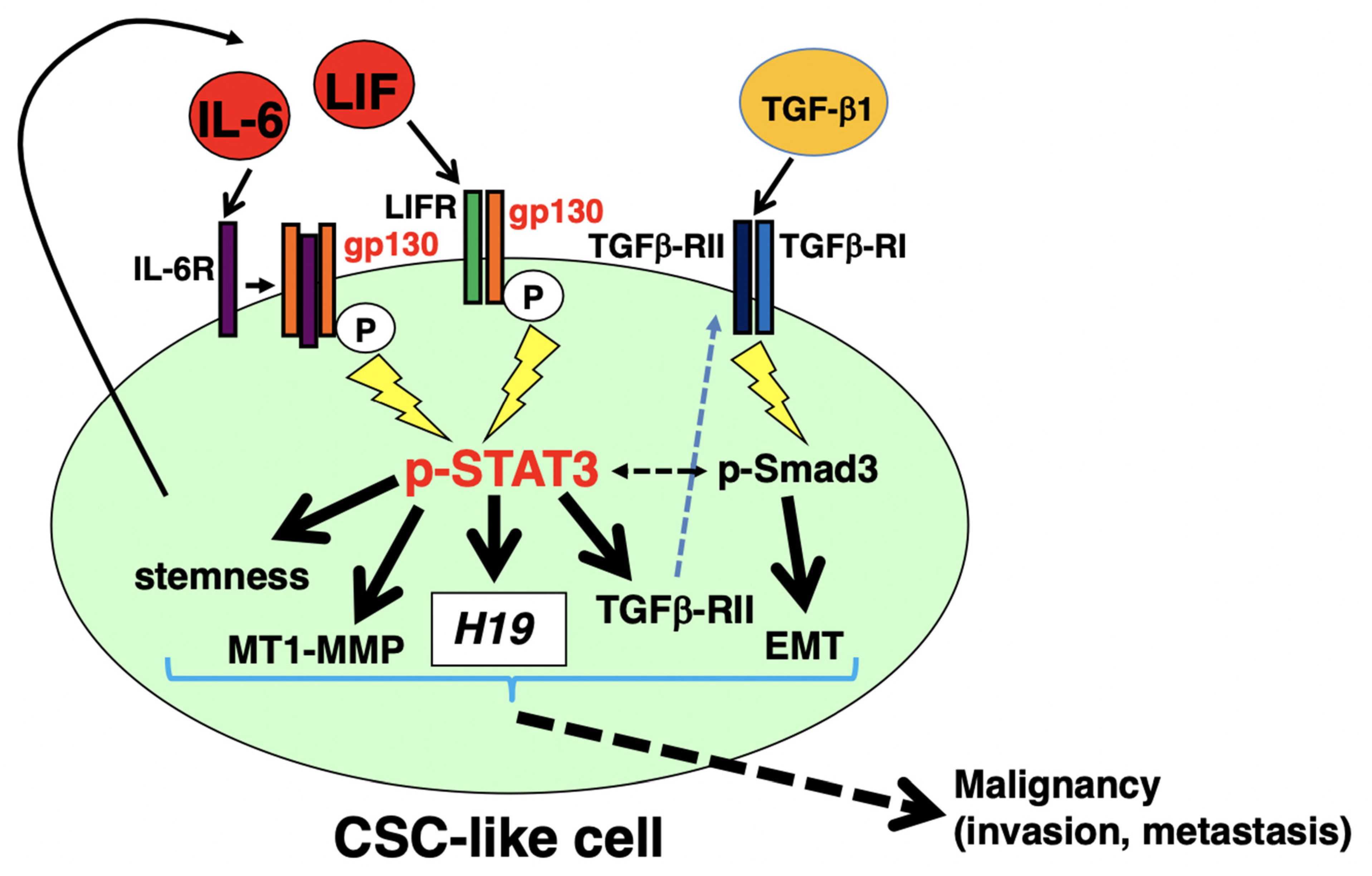 Cancers 14 02055 g009