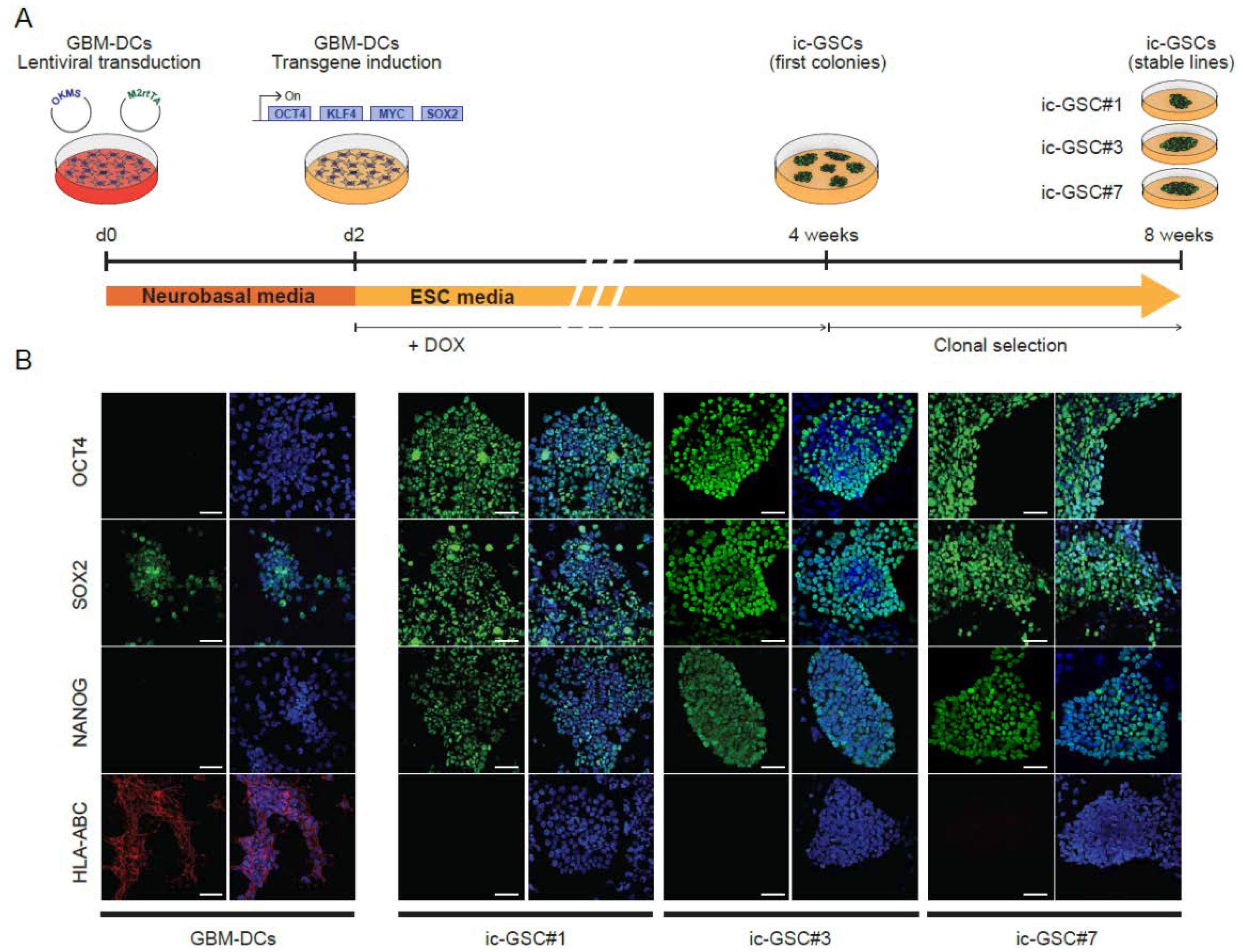 Cancers 14 02070 g002 550