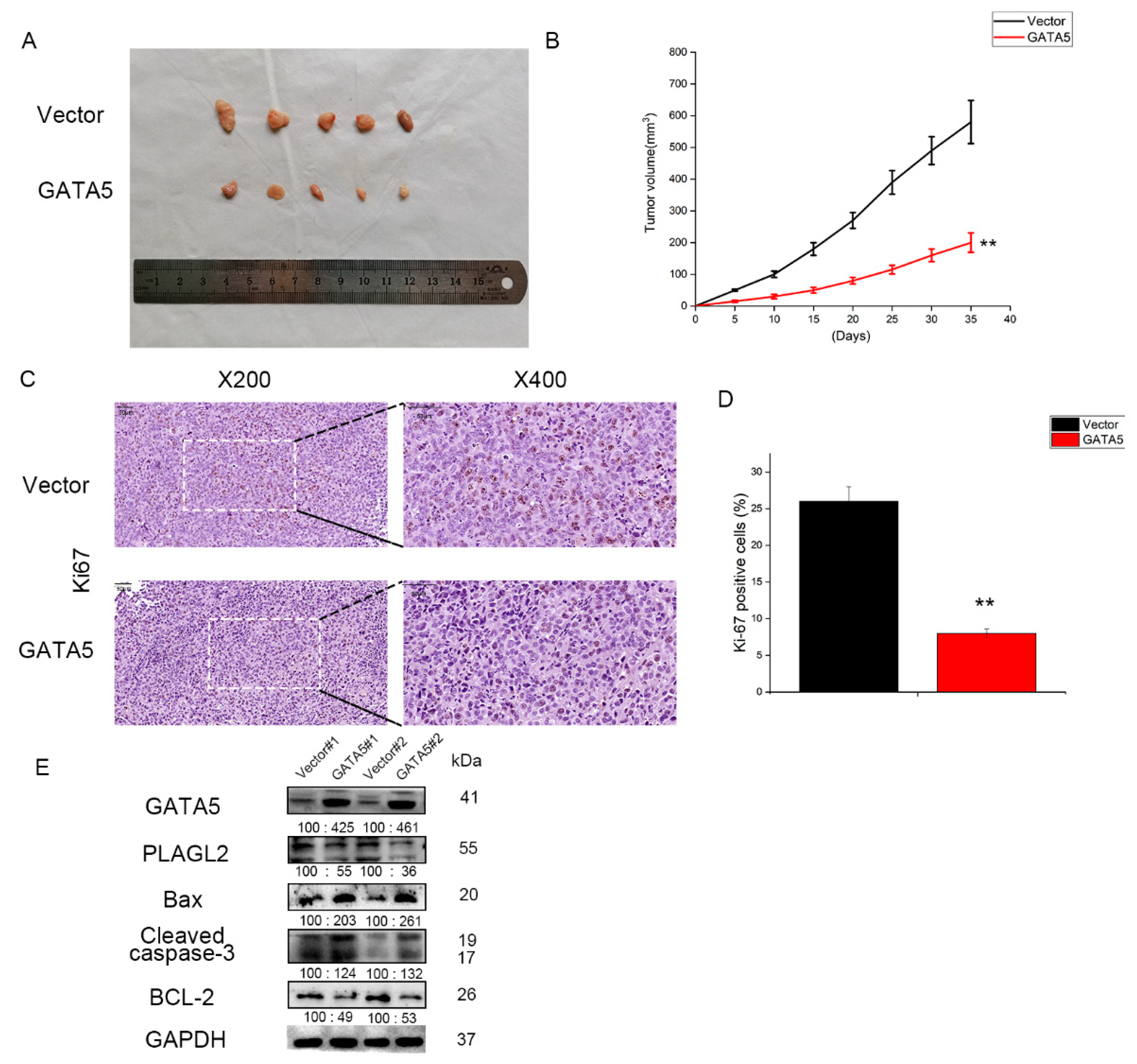 Cancers 14 02074 g005 550