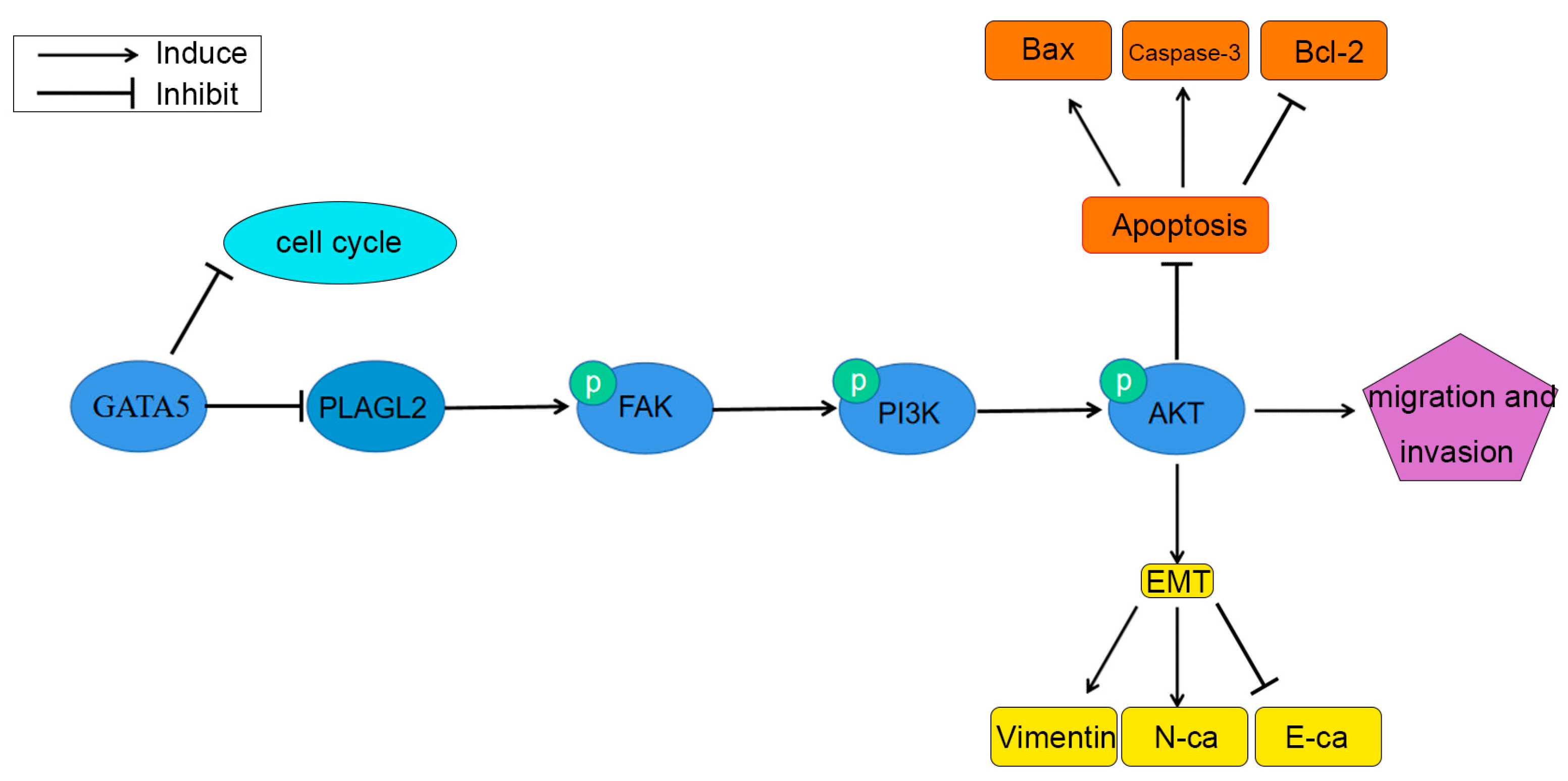 Cancers 14 02074 g009 550