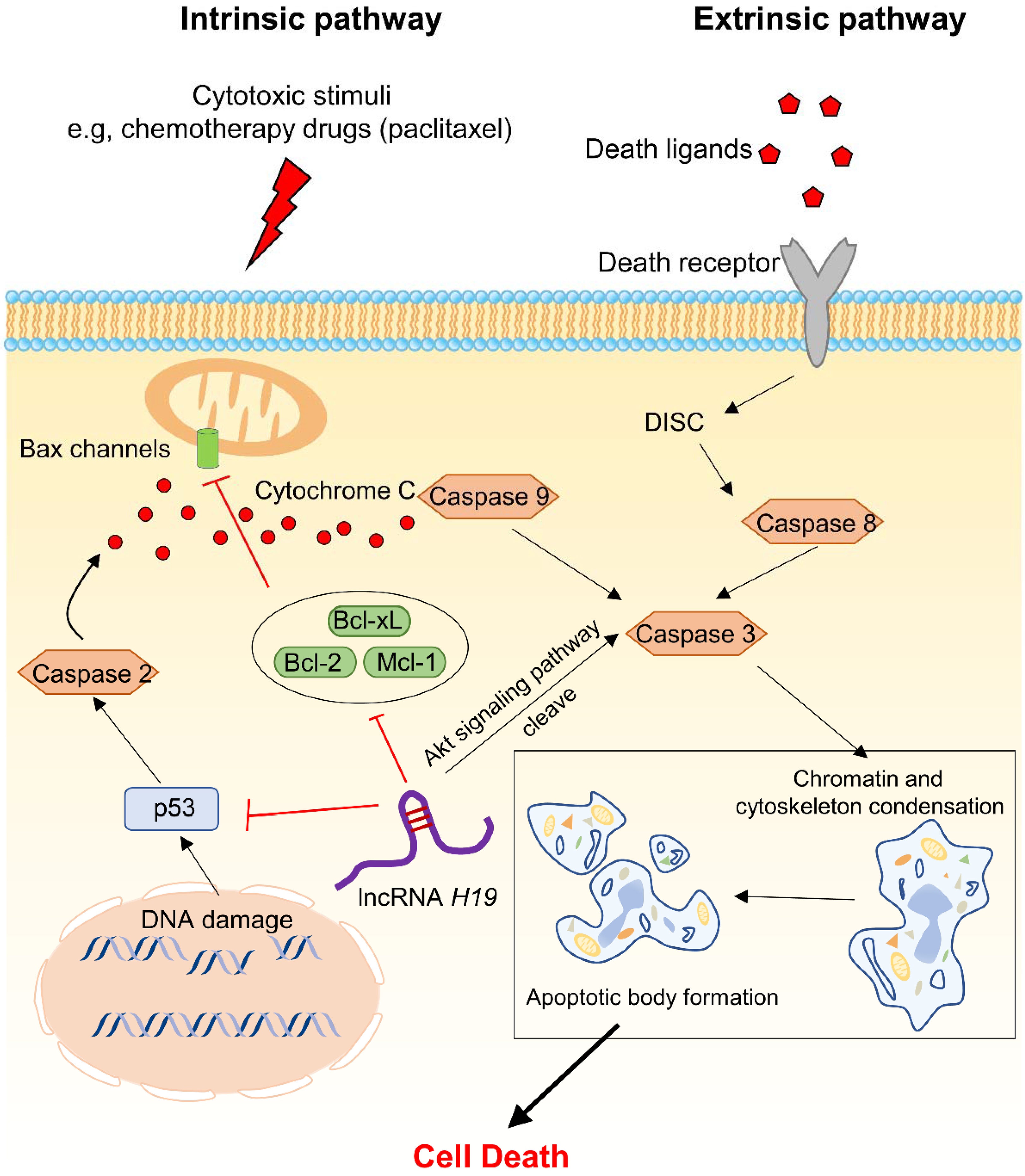 Cancers 14 02101 g003
