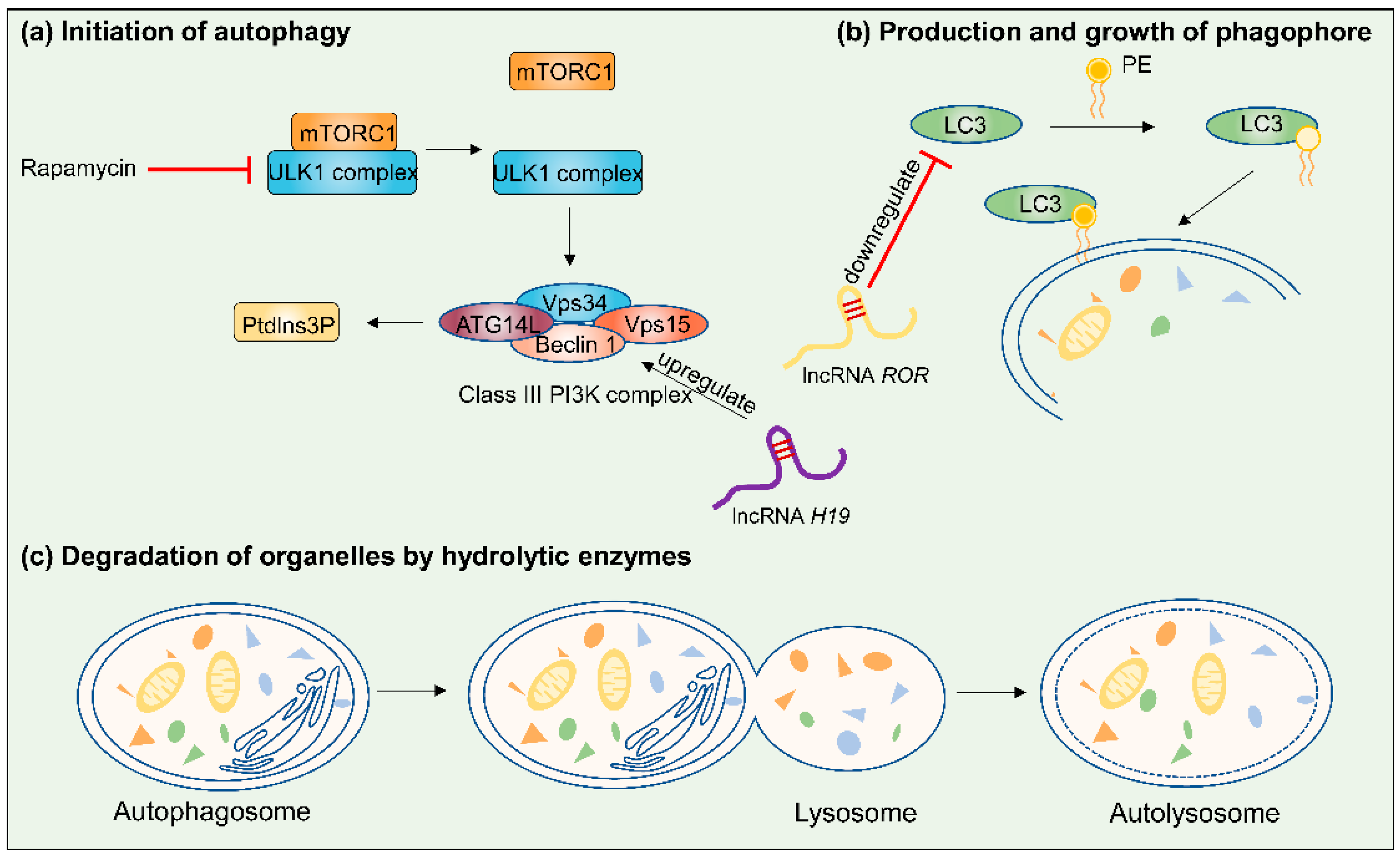 Cancers 14 02101 g004