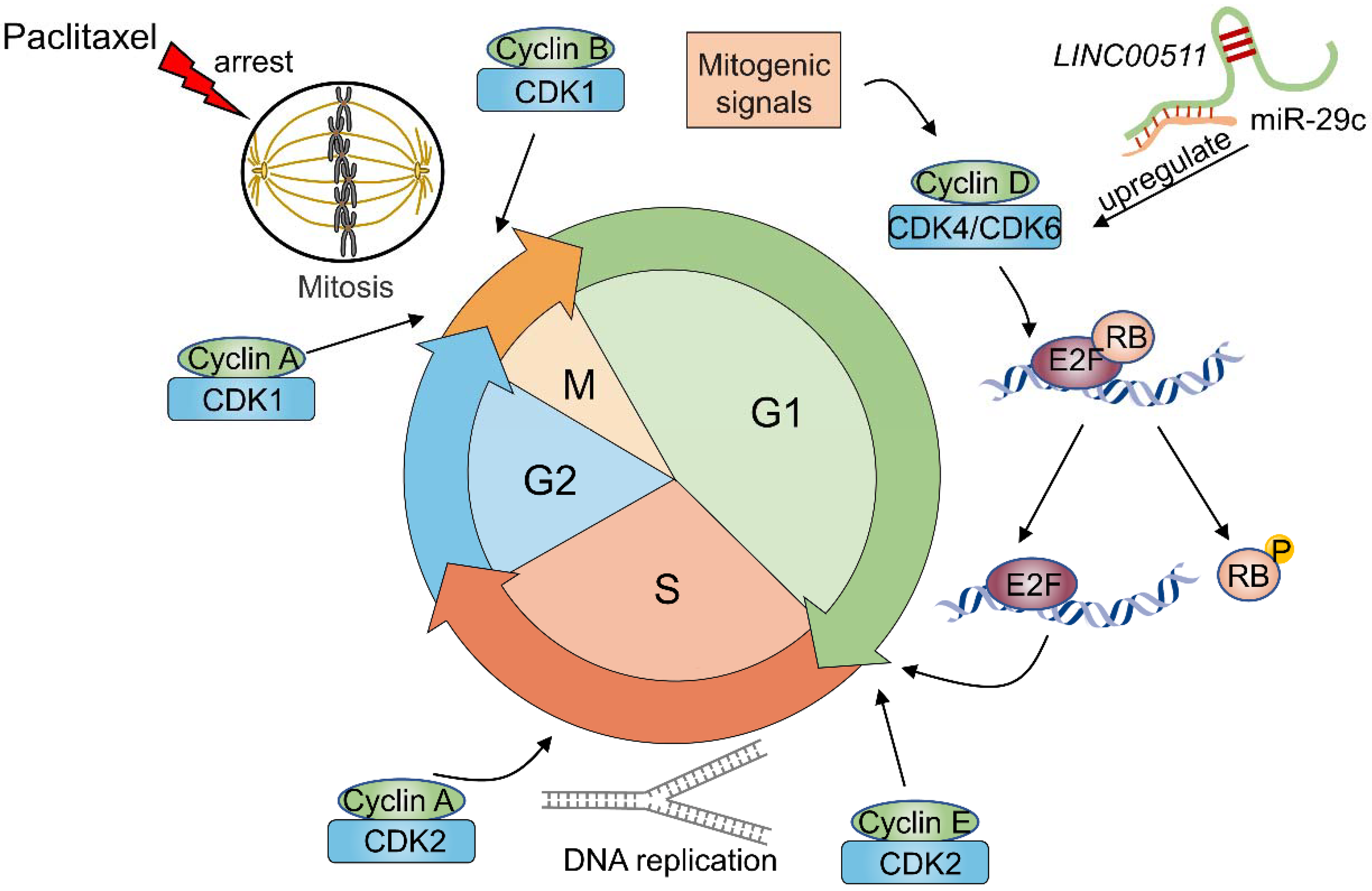 Cancers 14 02101 g005