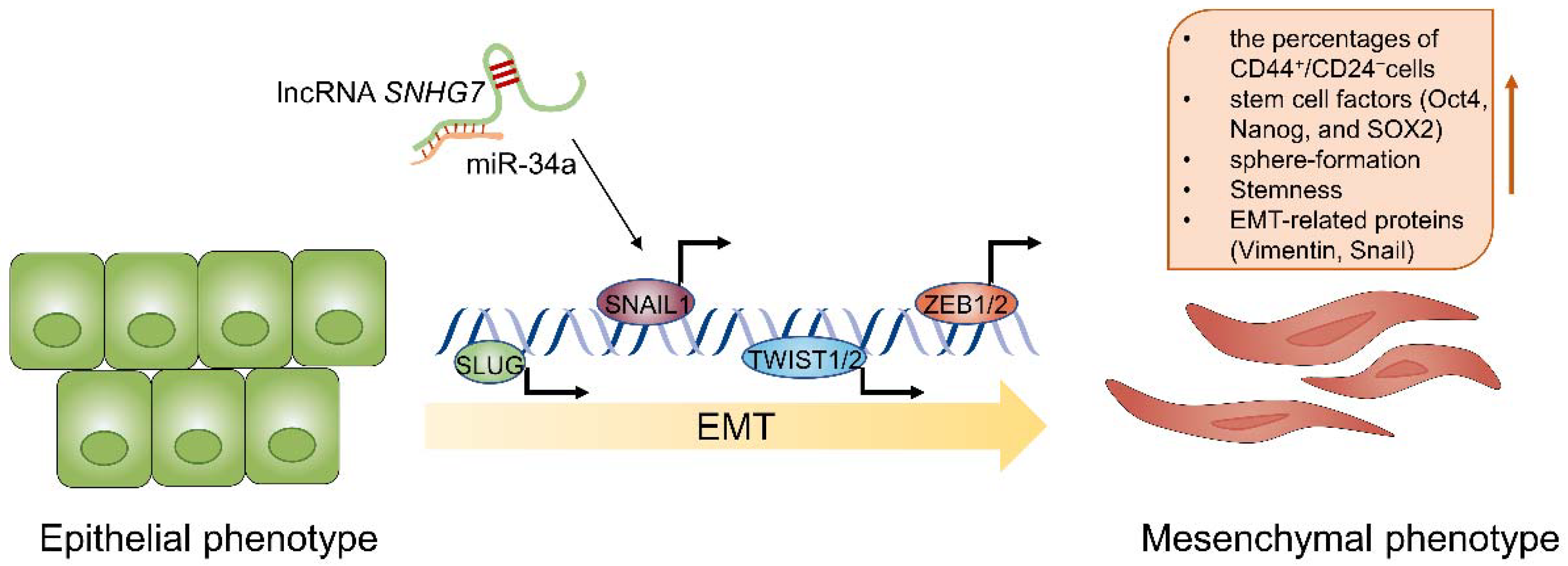 Cancers 14 02101 g006
