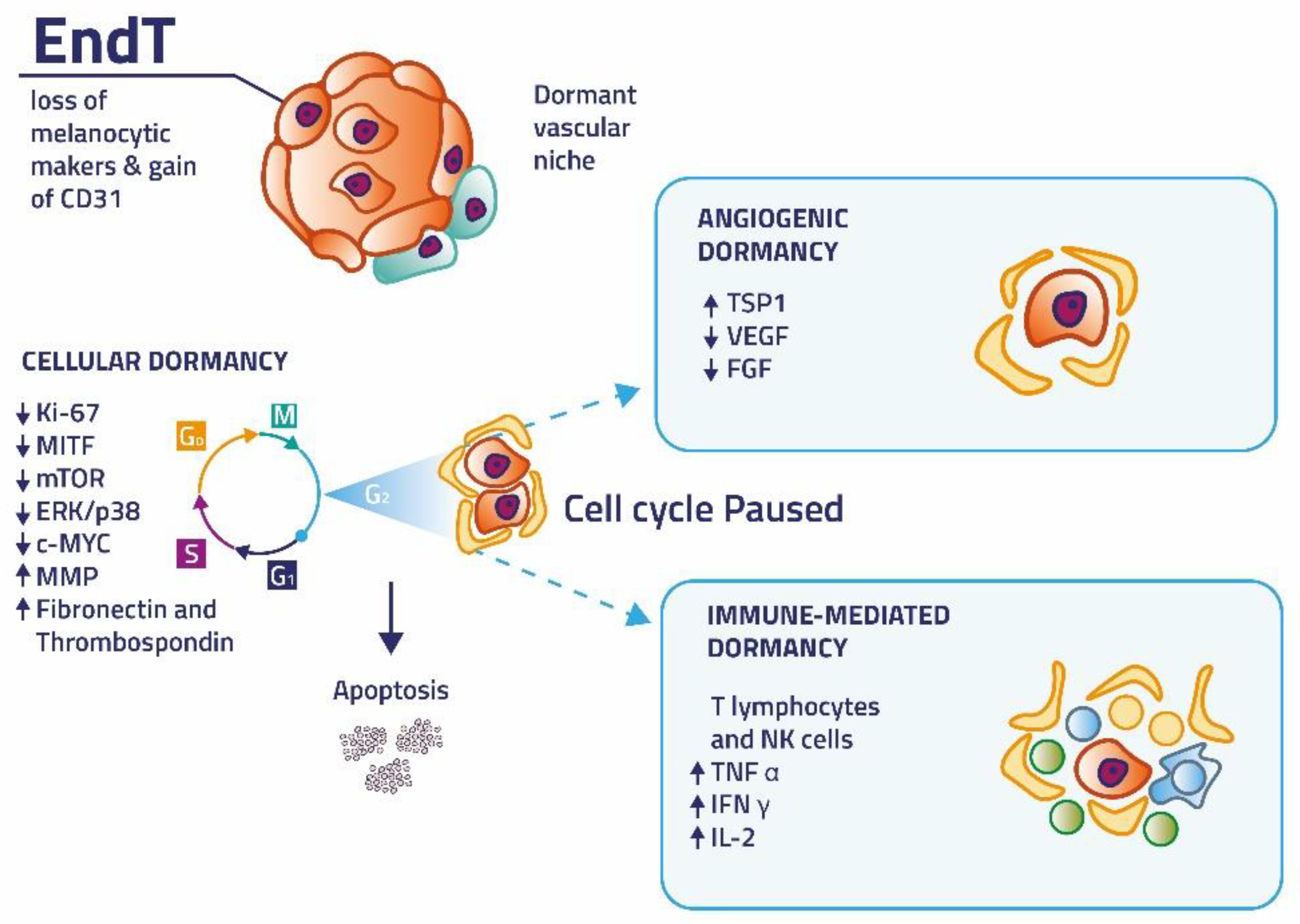 Cancers 14 02104 g001