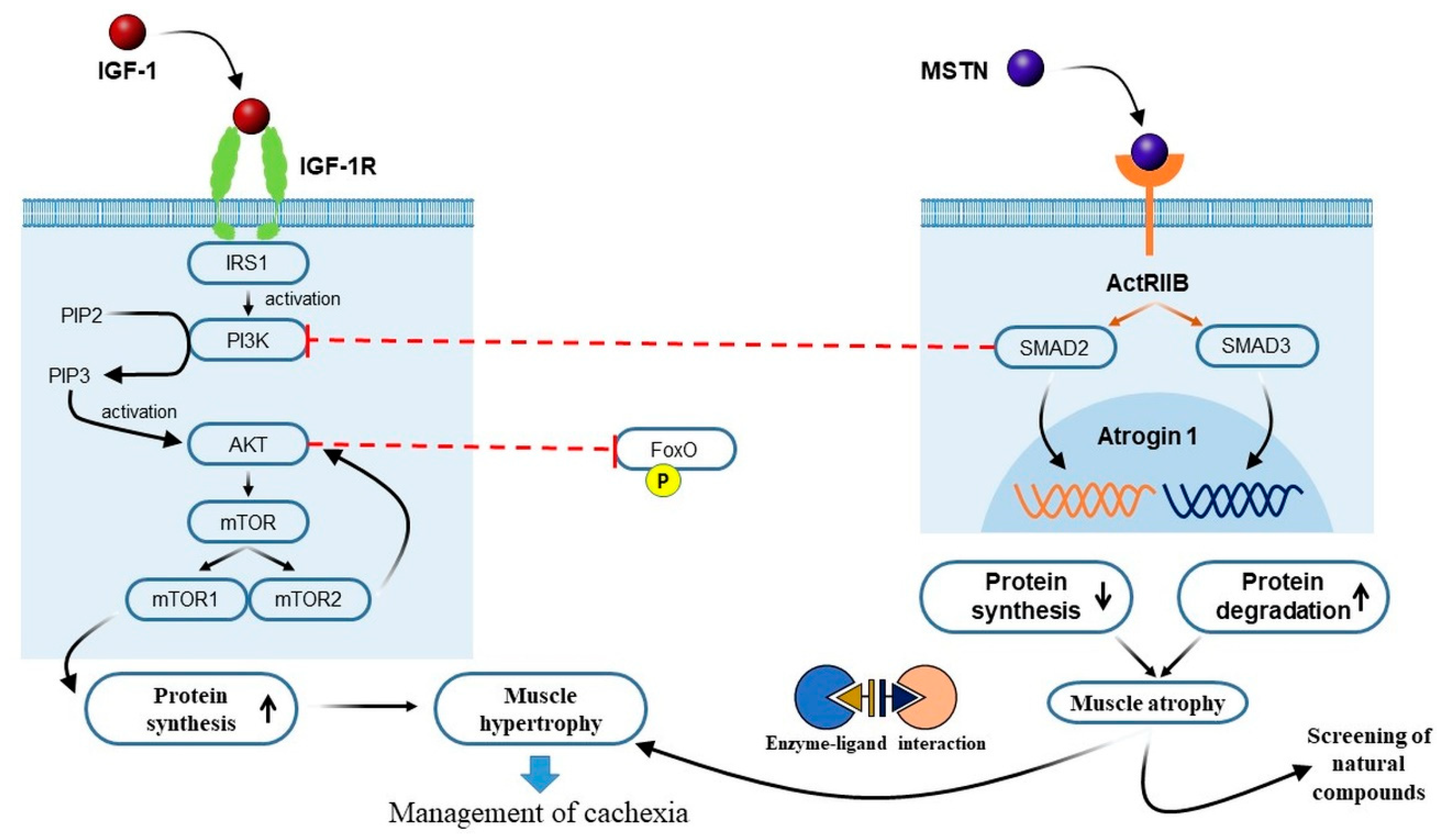 Cancers 14 02107 g002