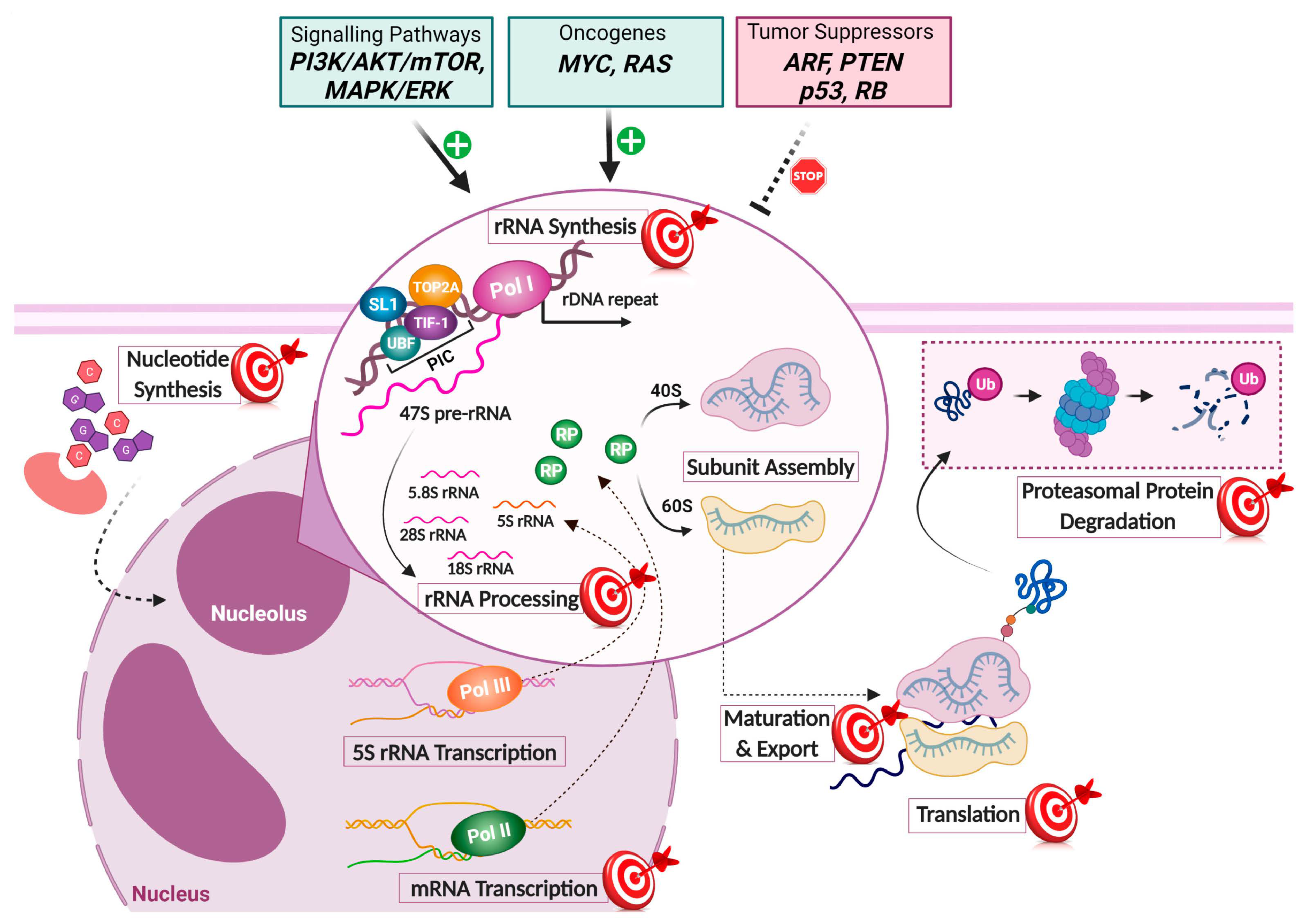 Cancers Free Full Text Targeting Ribosome Biogenesis In Cancer Lessons Learned And Way Forward Html