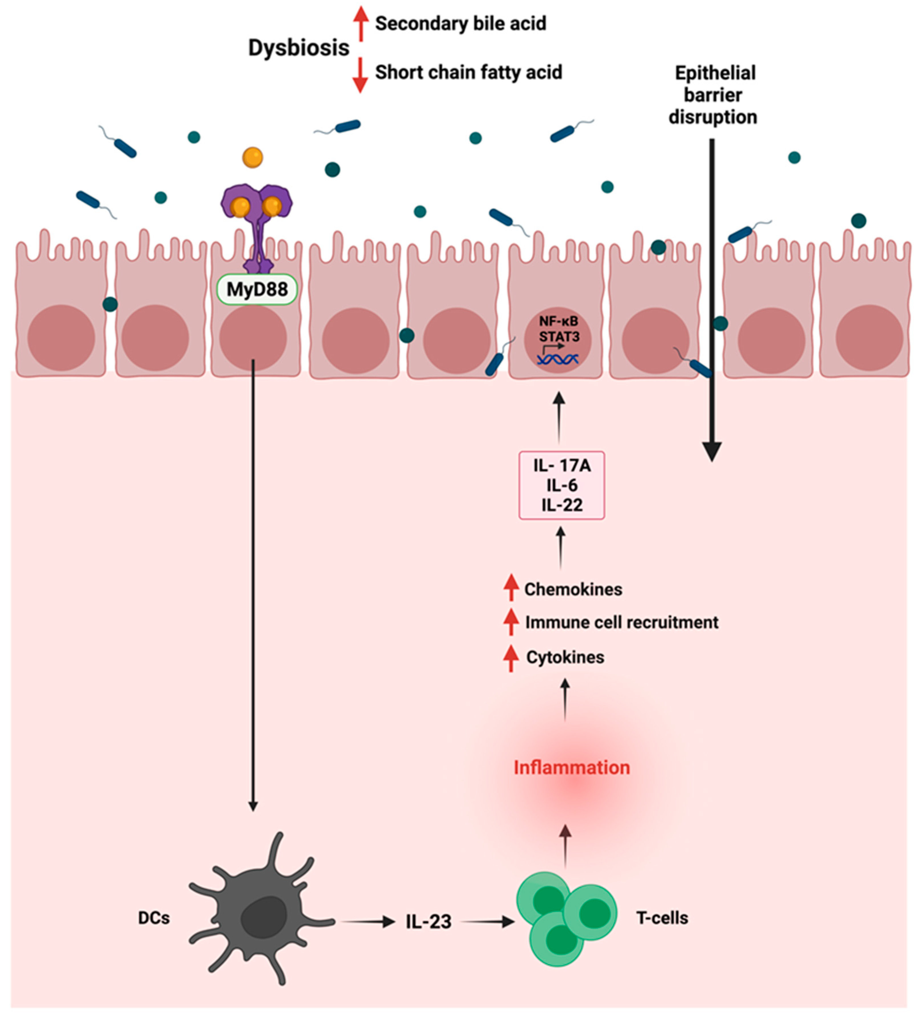 dysbiosis baba