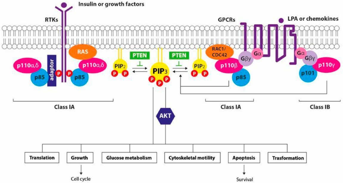 Cancers 14 02161 g001 550