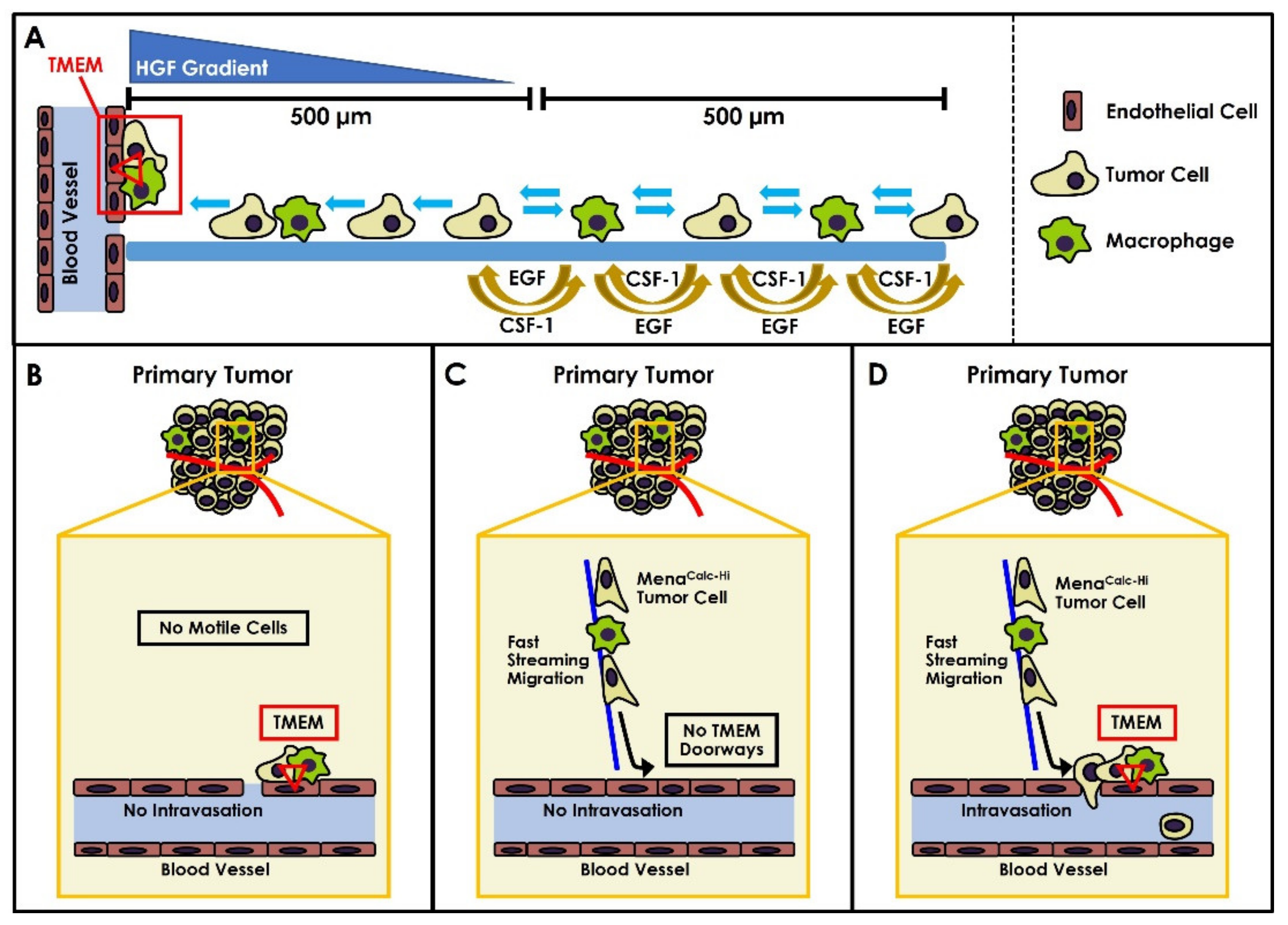 Cancers 14 02168 g001